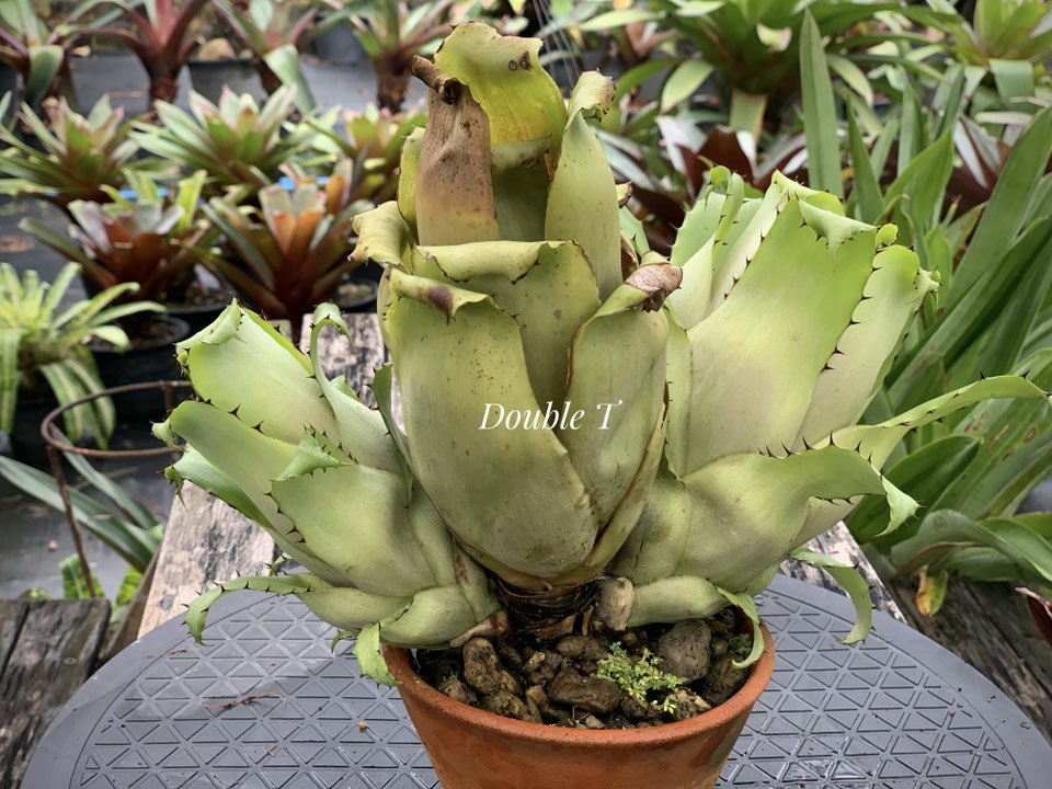 Aechmea bromeliifolia “Dwarf” no taller than a foot