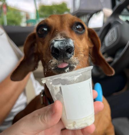 Dachshund - DRSF Welcomes Winnifred from West Orange, NJ to the 2026 ...