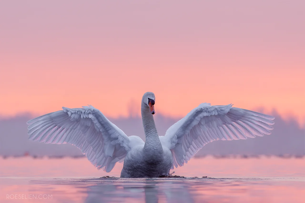 Roeselien Raimond Photography