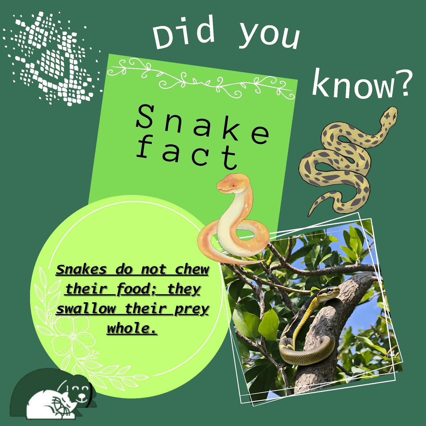 Lakeview - Did you know 🤯???🐍 Snakes🐍 swallow their food whole?😳 These ...