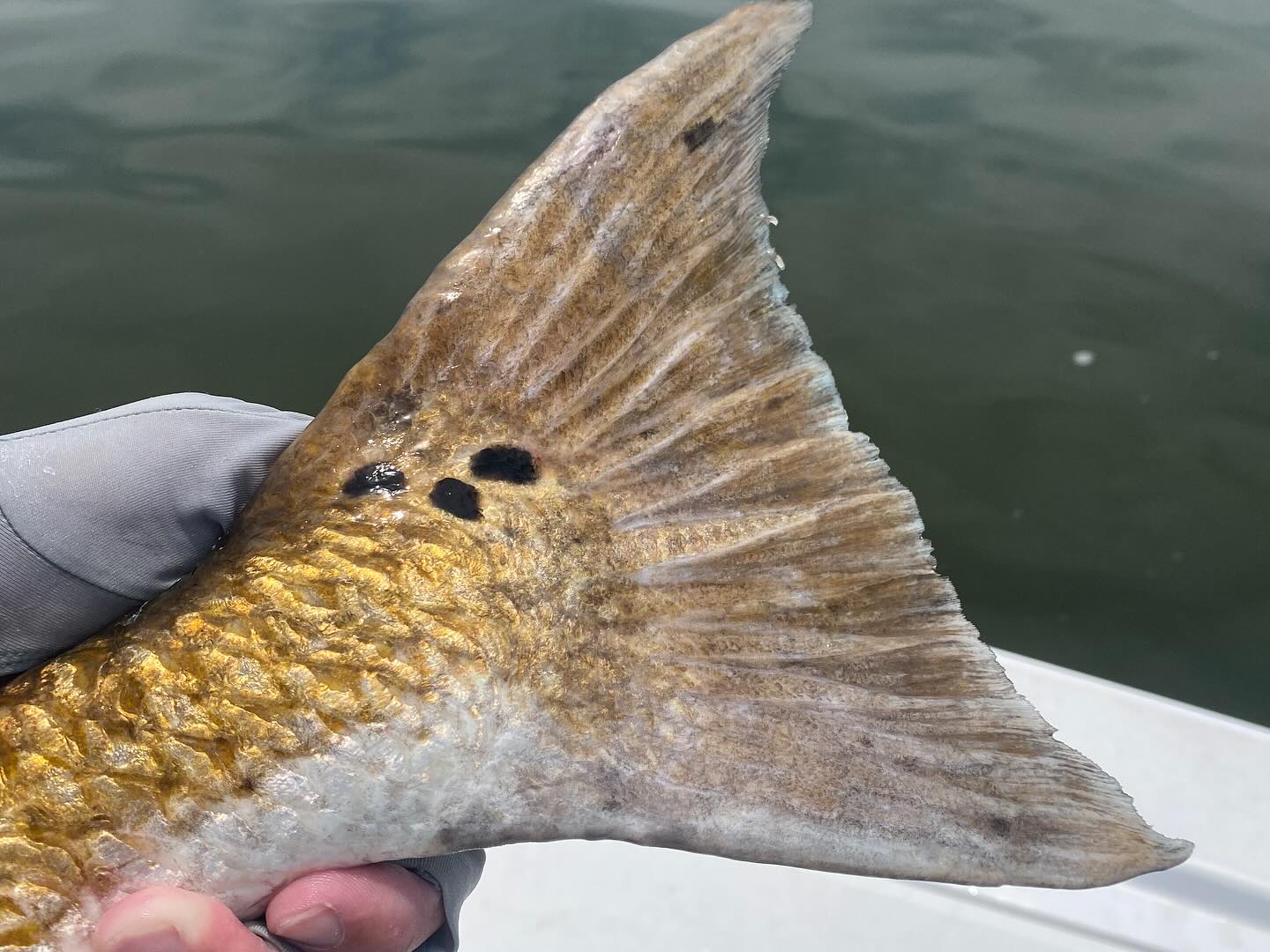 Fin & Feather Fly Fishing - Stuck a good one last night with @austa ...