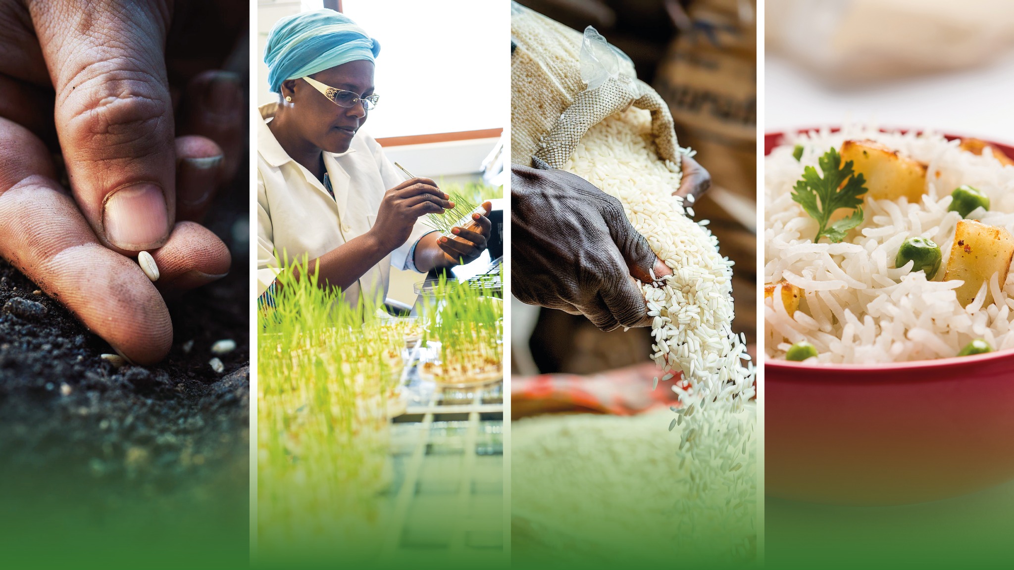 Africa Rice Center | Abidjan Abidjan