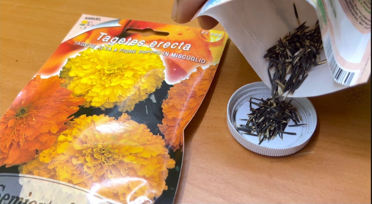 بذرة - نبتة القطيفة (Tagetes) 🌼 من أسهل وأجمل الأزهار التي يمكن زراعتها ...