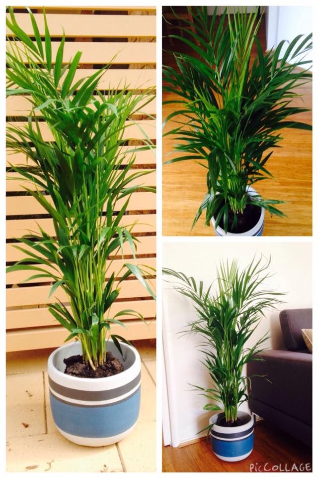 Canberra Indoor Plants Home