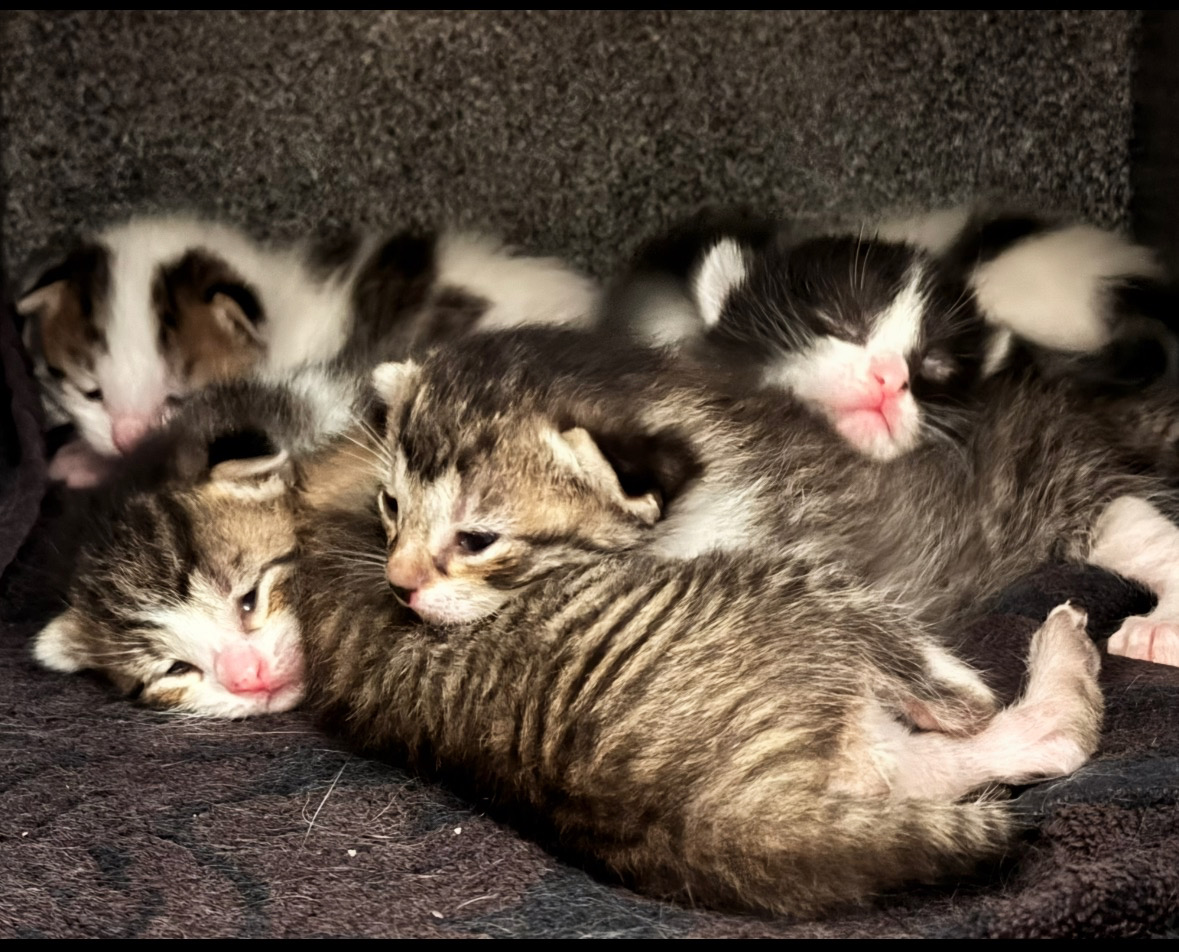 City - 🐾🍼 Bottle Baby Kitten Class – Learn to Save Tiny Lives! 🍼🐾 Join ...