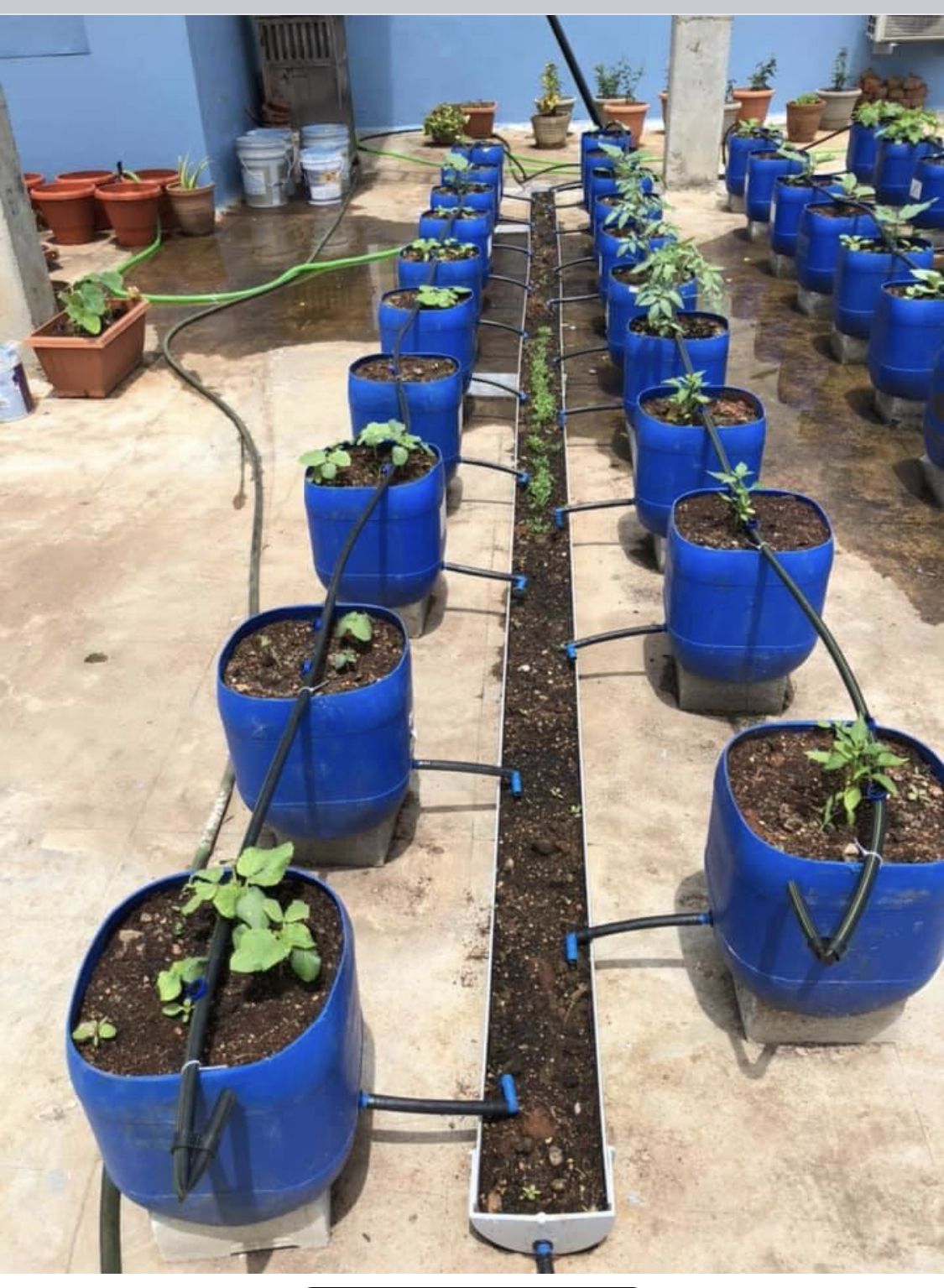 Tip - I finished setting up my rooftop drip irrigation system using ...