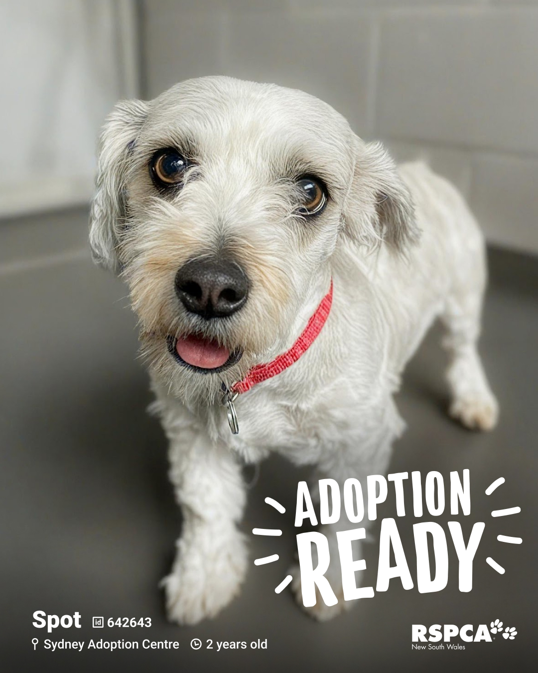 RSPCA - 🐶 Spot – ID: 642643 2 years old 📍 Sydney Adoption Centre https ...