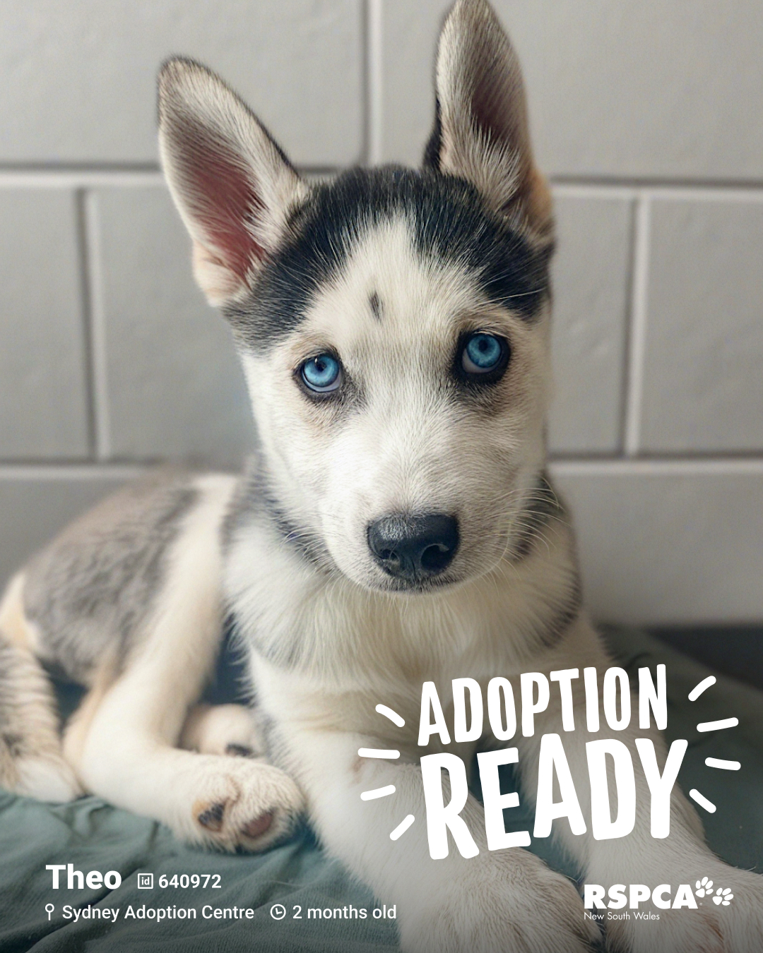 RSPCA - 🐶 Theo – ID: 640972 2 months old 📍 Sydney Adoption Centre https ...