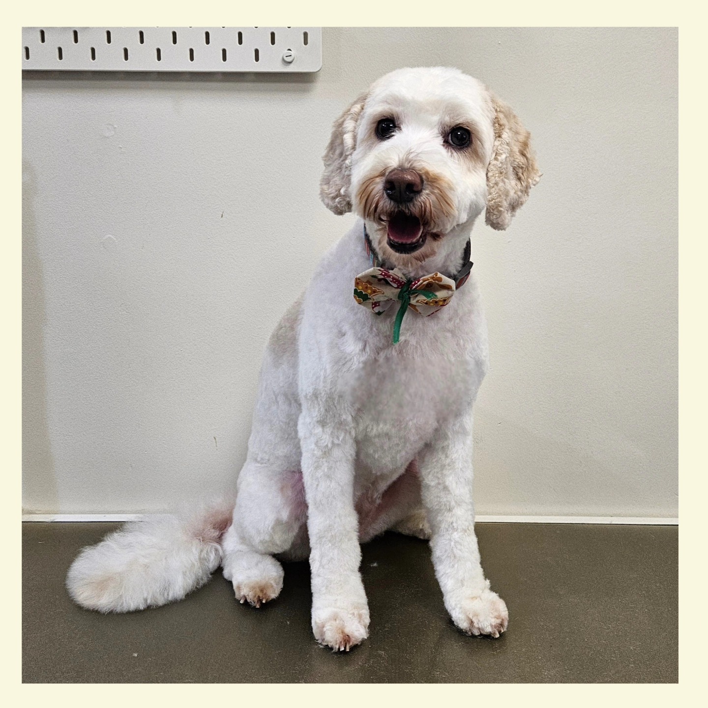 Smarty - Meet Lovely Jess, an adorable Cockapoo, who joined us earlier ...