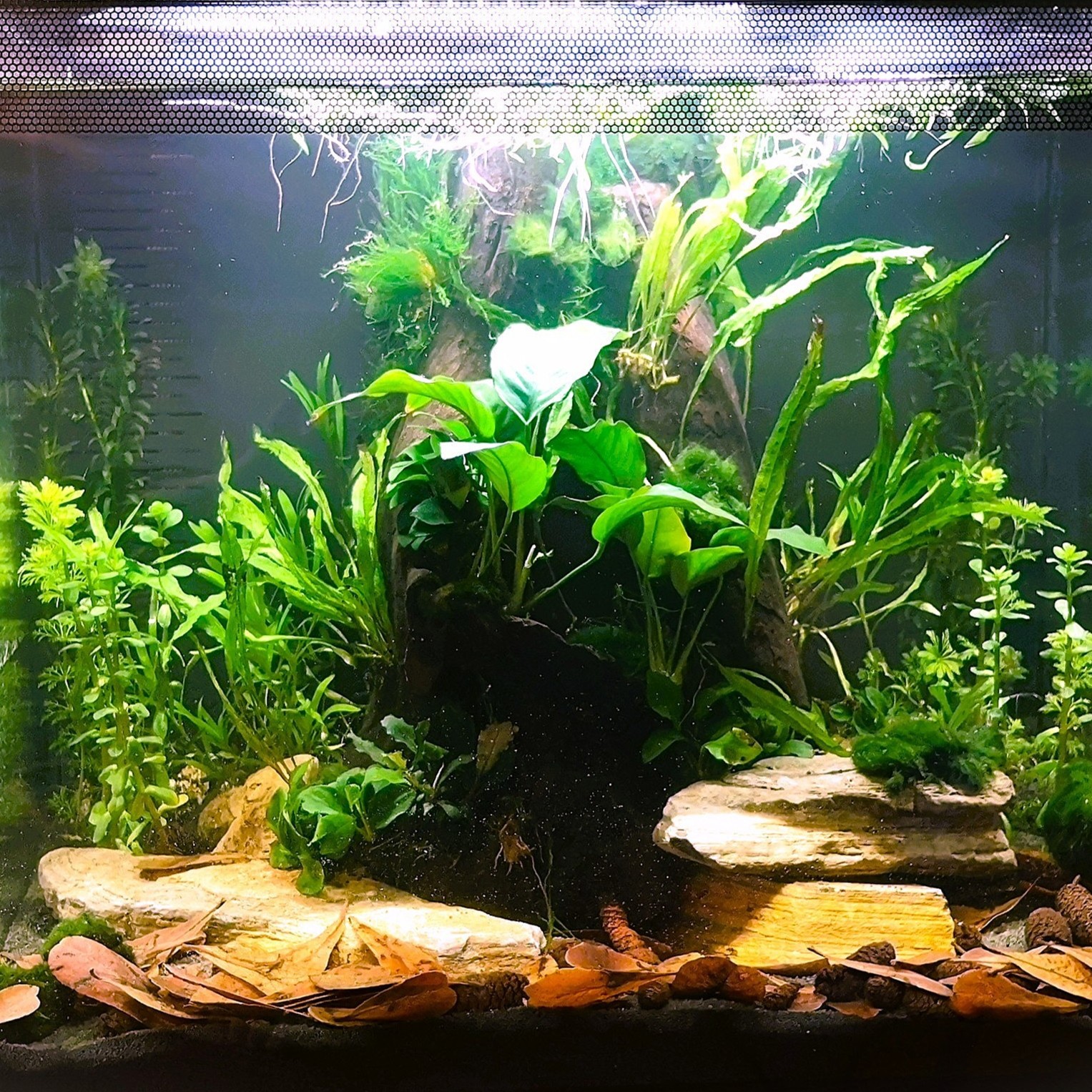 elodea fish tank net Planterest - Anacharis The Best Aquarium Fish Net For Your Needs Whether its betta Bycatch Aquarium Nets THE Aquarium