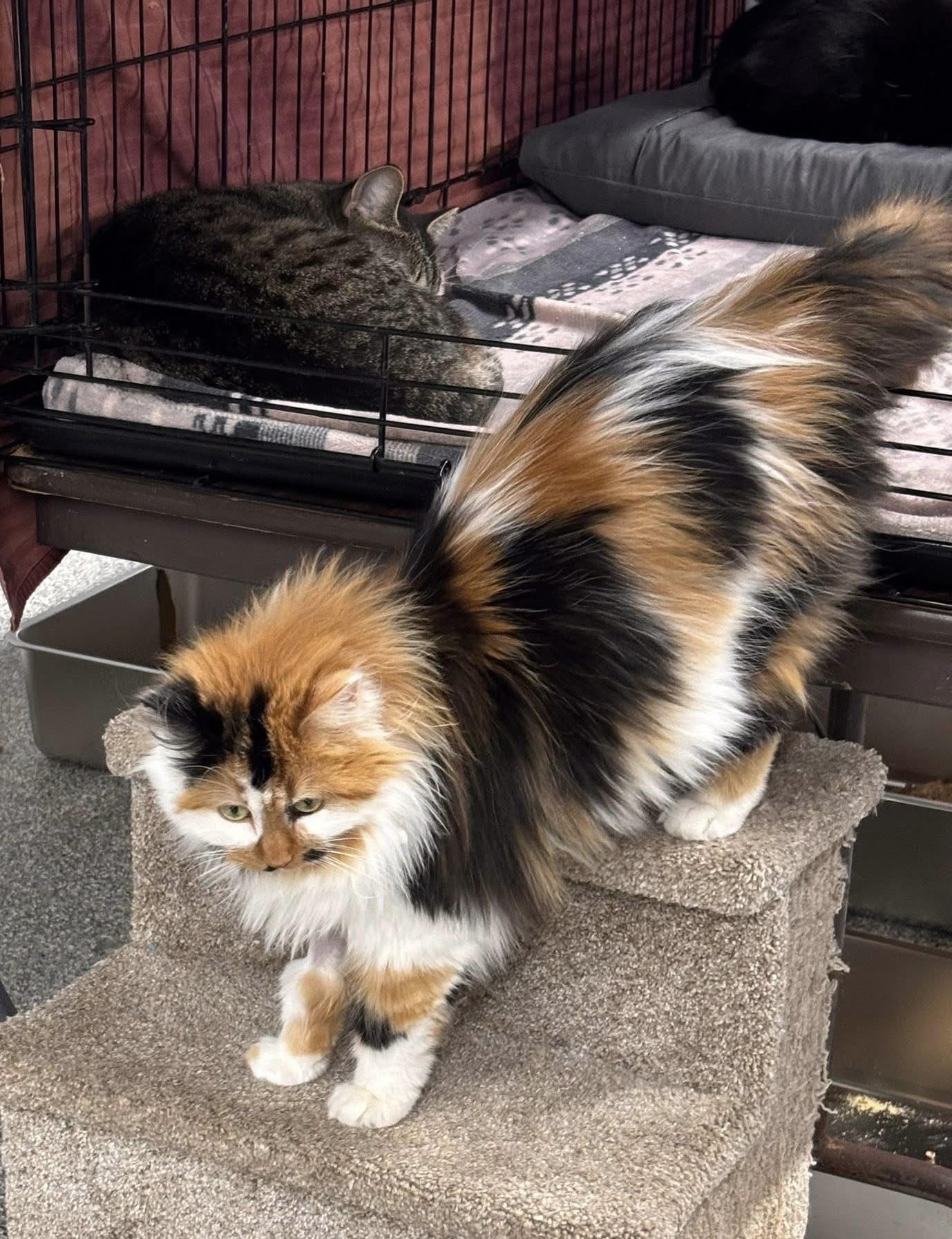 Last - Glorious is now available for adoption. She’s been spayed and ...