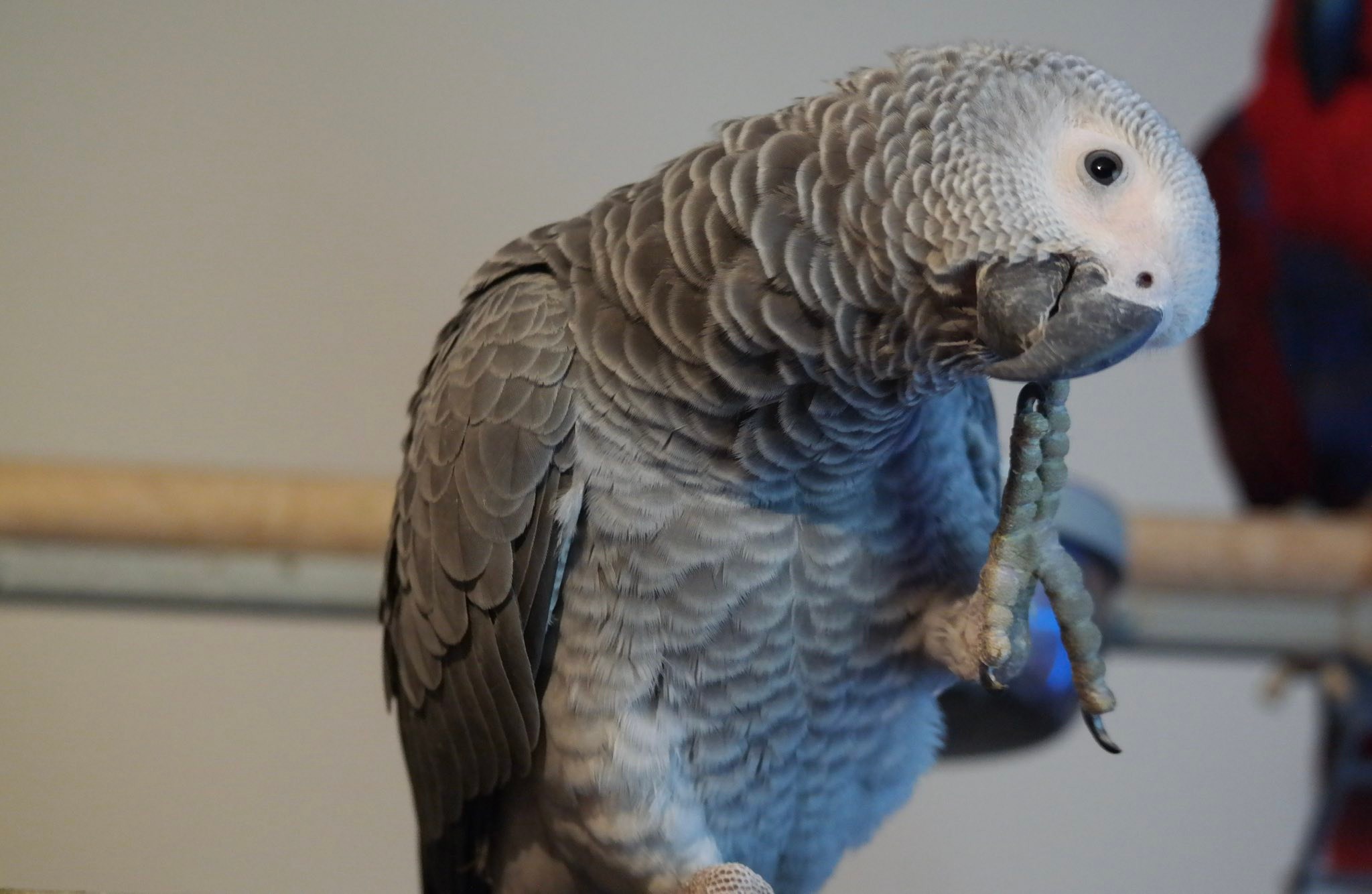 Large Tweeky Clean Seed Bird Feeder Parrot Toy Toys African Grey