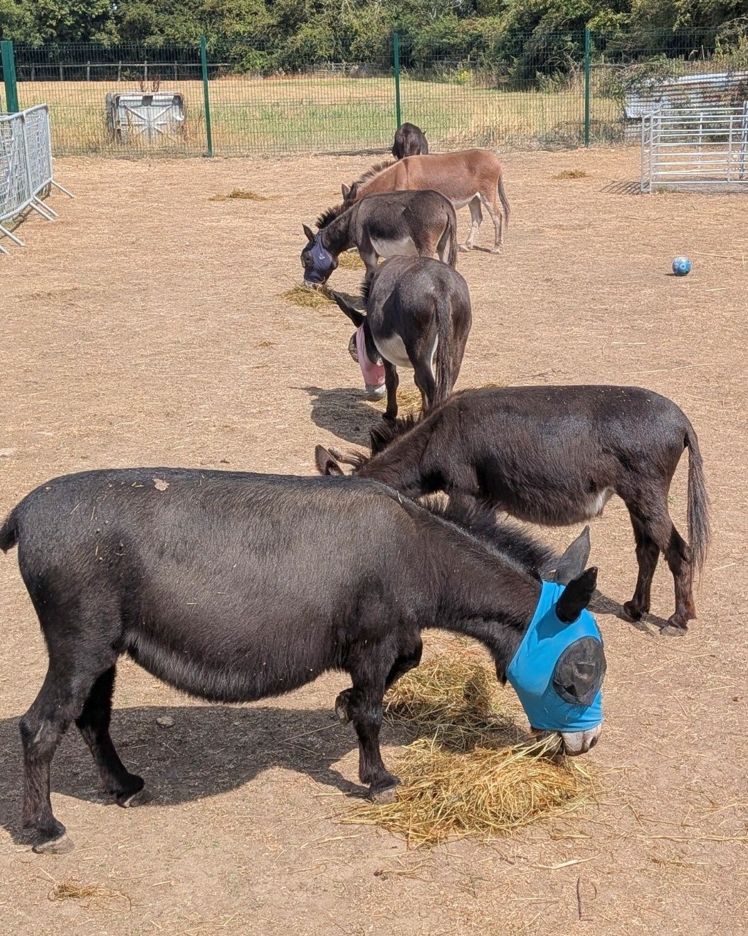 Too hot Tuesday. The Donks will mostly be resting in the shade in