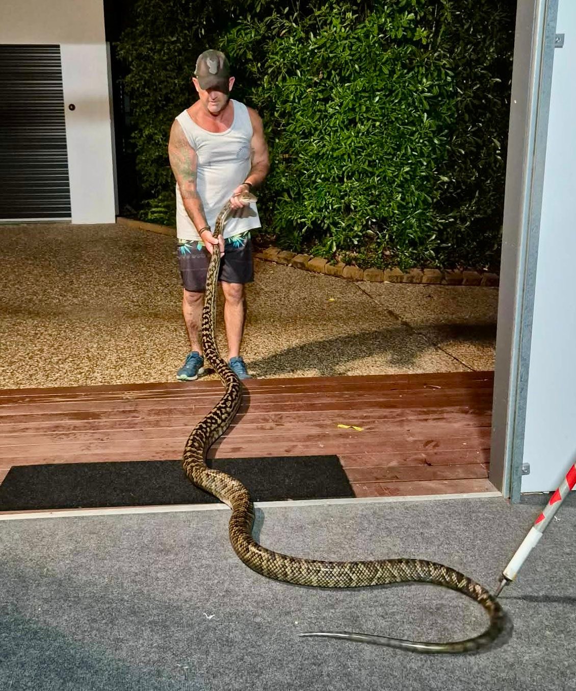 Huge Scrub Python relocated from a... - Heaths Snake Control | Facebook