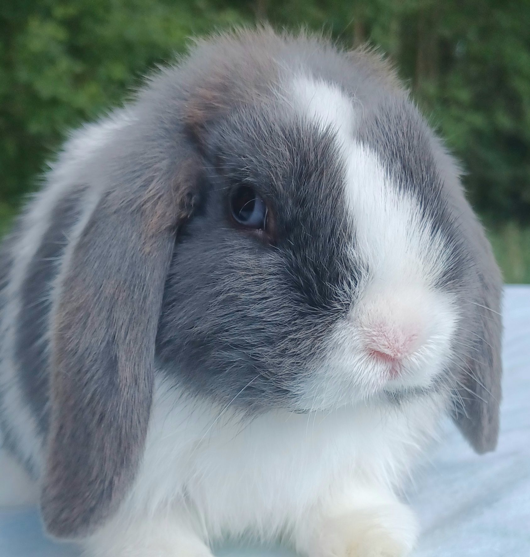 Klim's Rabbit Rescue | Lennon MI