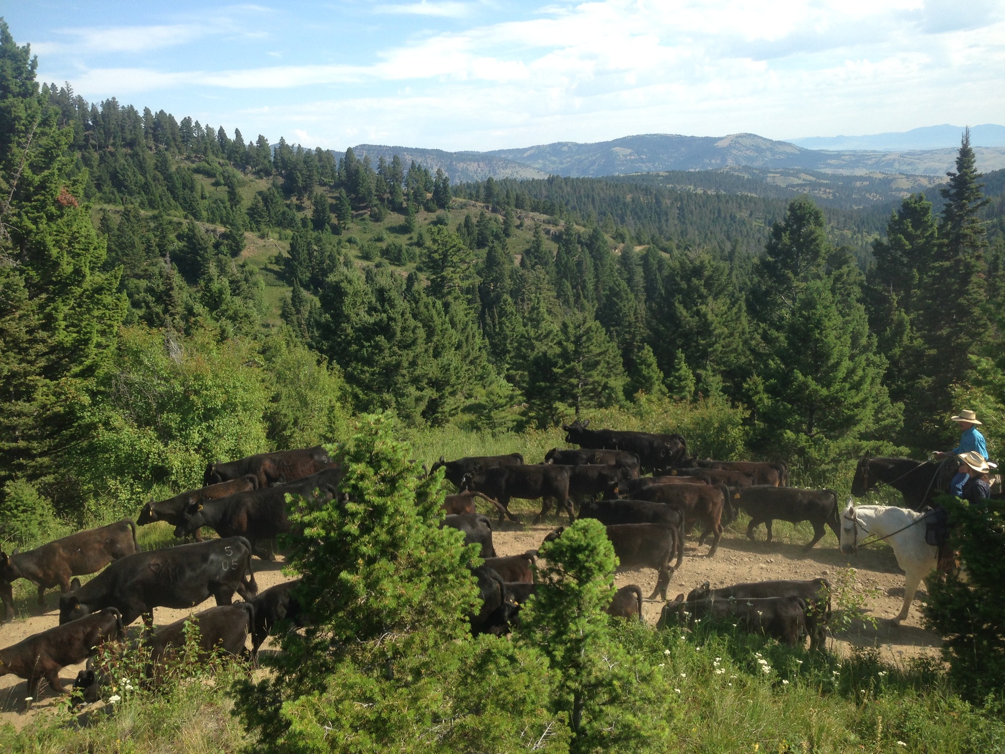 G Bar M Ranch | Broadus MT