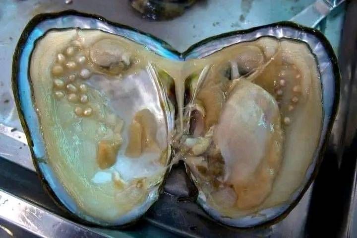 Some - Did you know that oysters only create pearls after they’ve been ...