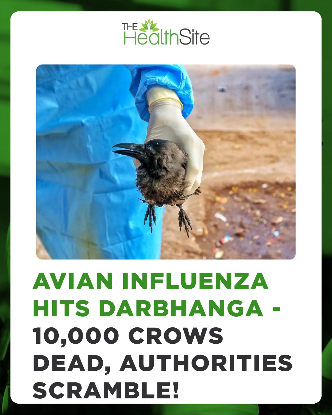 Bird flu confirmed in Darbhanga, Bihar... - Thehealthsite.com | Facebook