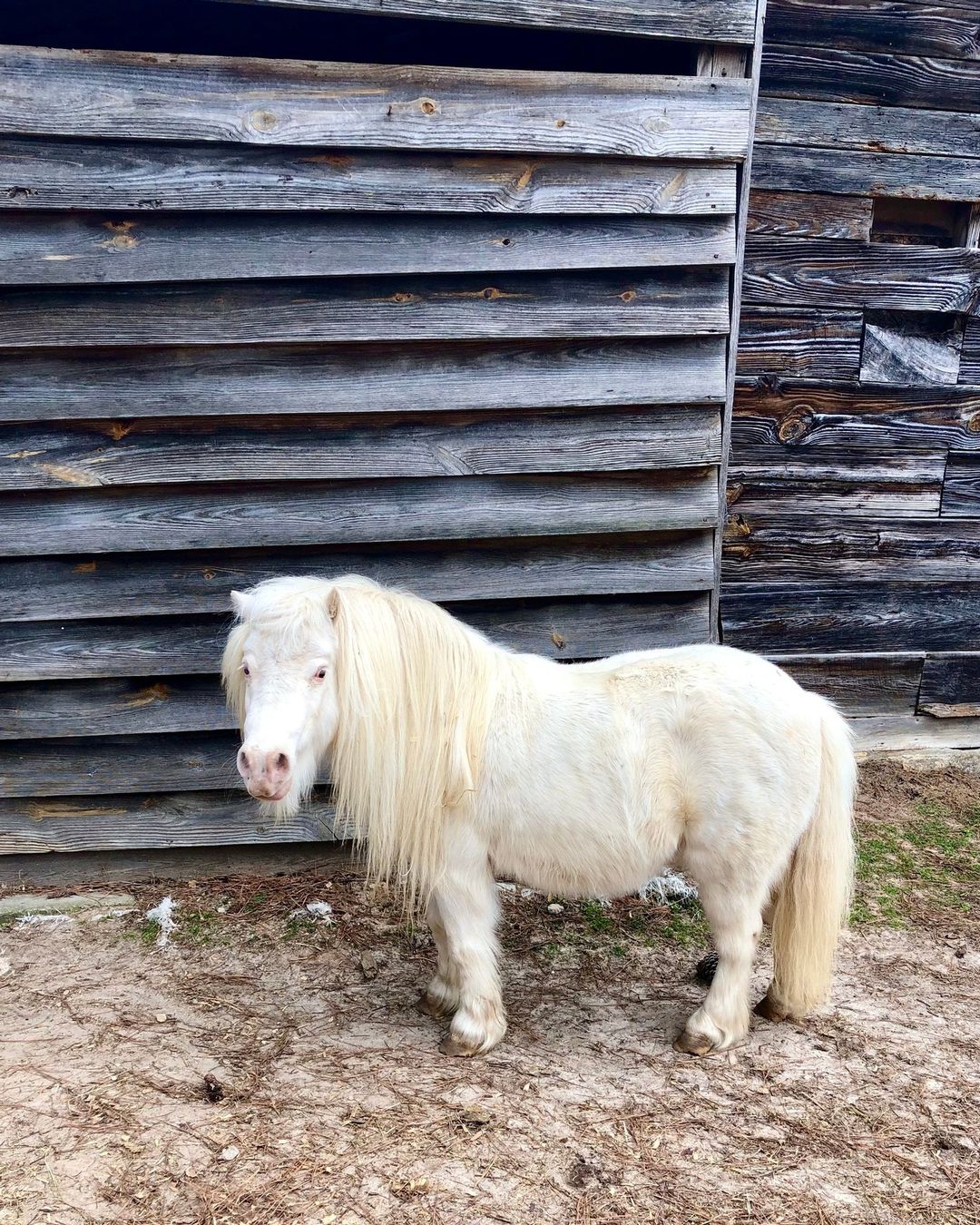 Adorable mini horse family with similar colors and patterns
