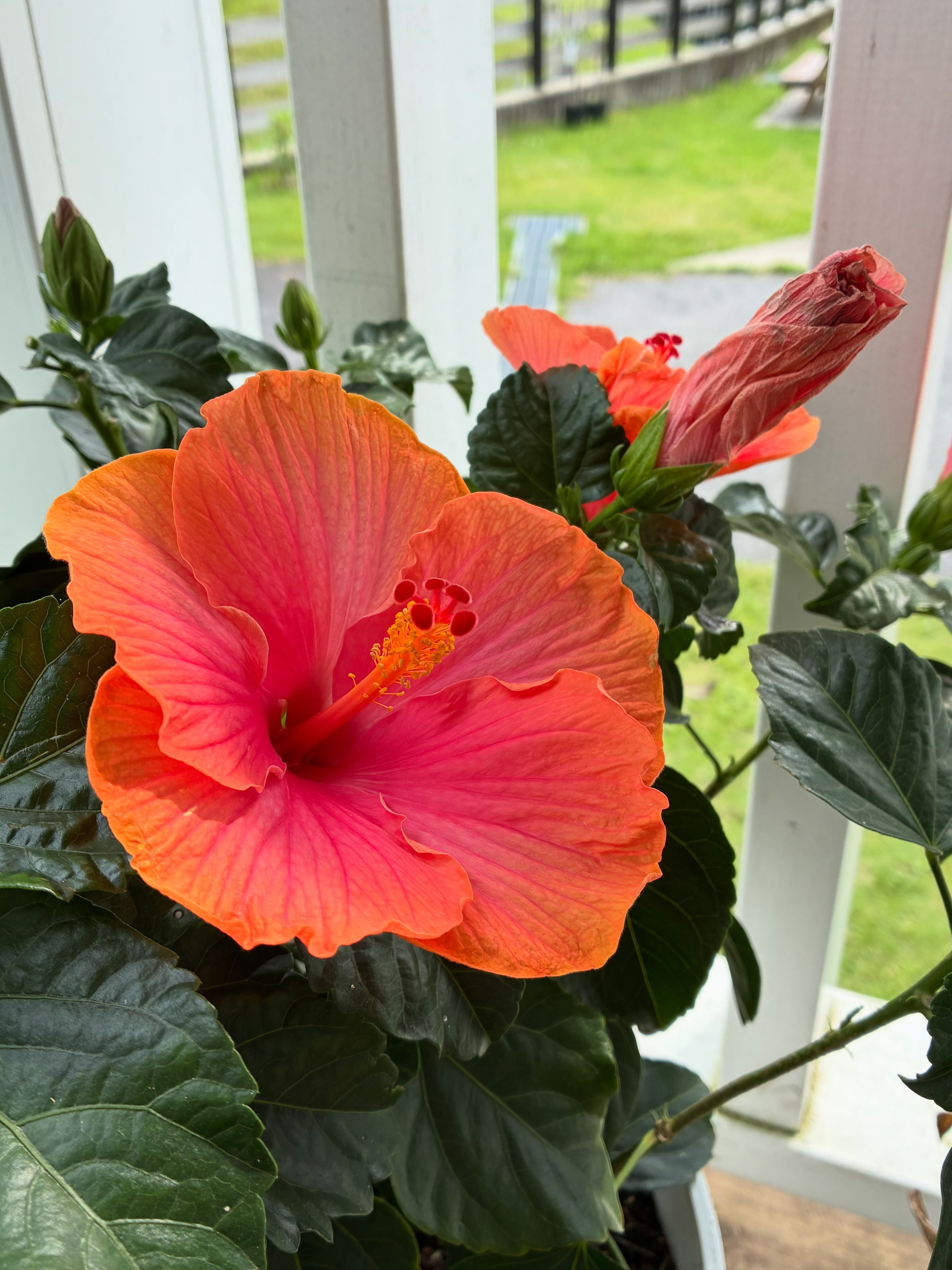ハイビスカス🌺 この色！見てると元気になりますね〜😀