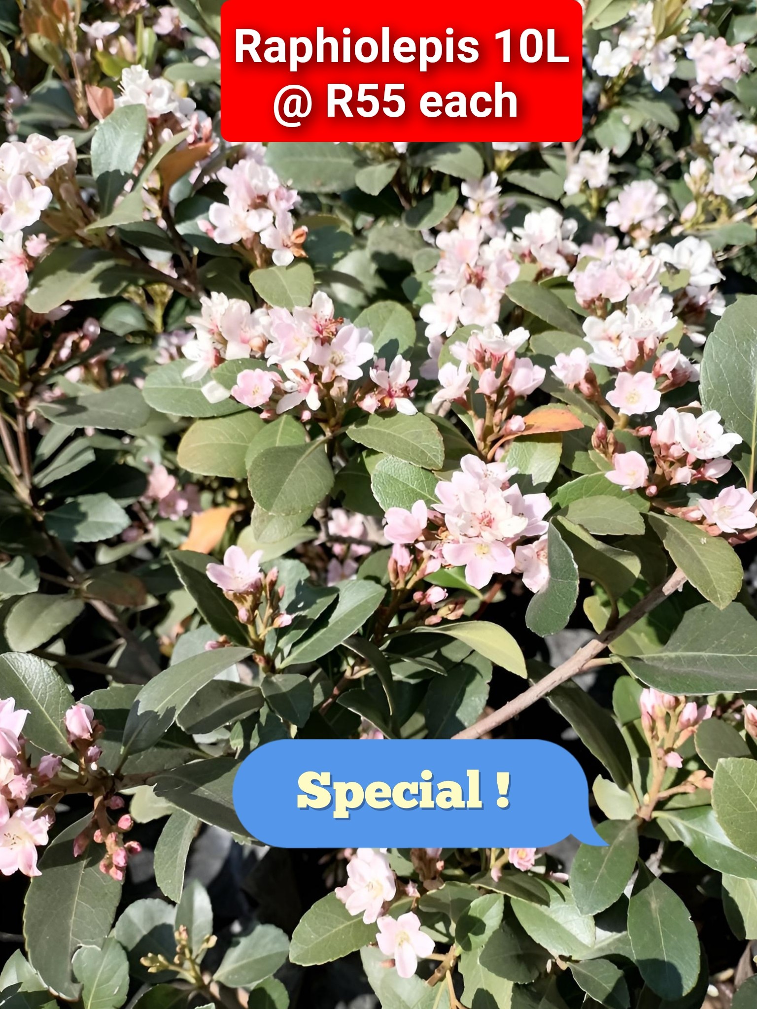 🌿 Transform your garden dreams... - Schubert Landscaping | Facebook