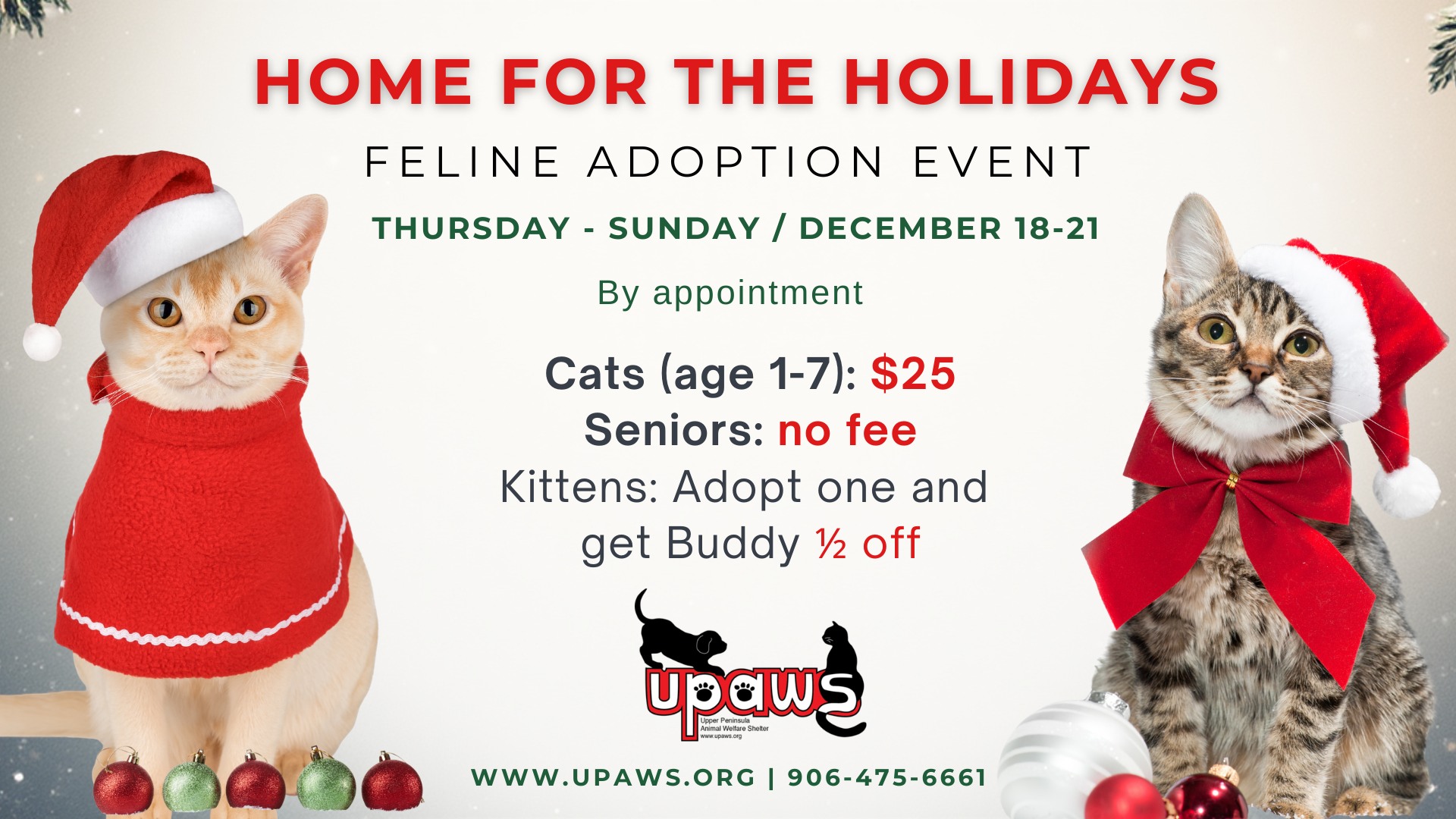 🎄 Home for the Holidays – Feline Adoption Event 🐾