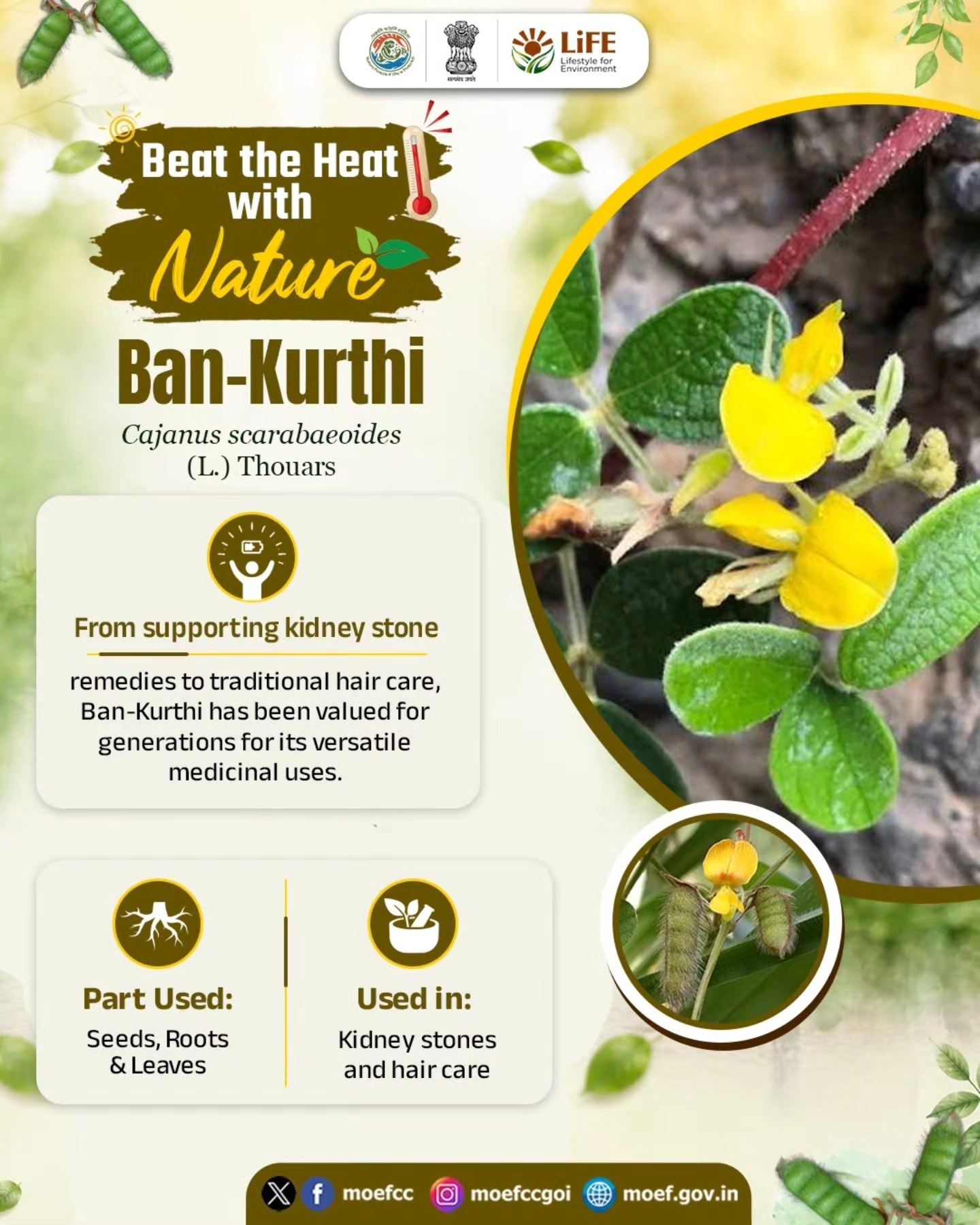 effect of glutathione on menstruation Anemia Ban-Kurthi Botanical Name: Cajanus scarabaeoides