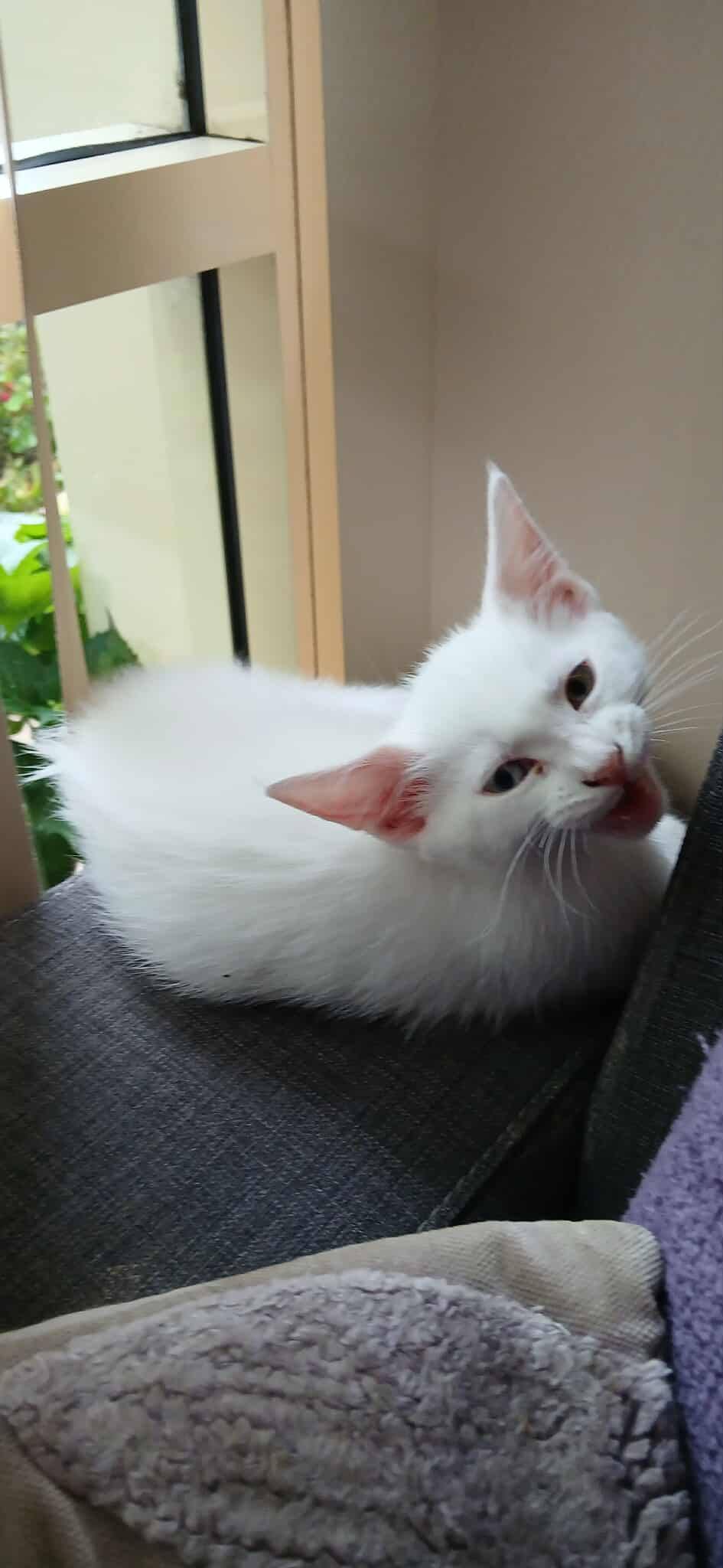Have you seen Stitch a 7 month old white cat with one blue and  