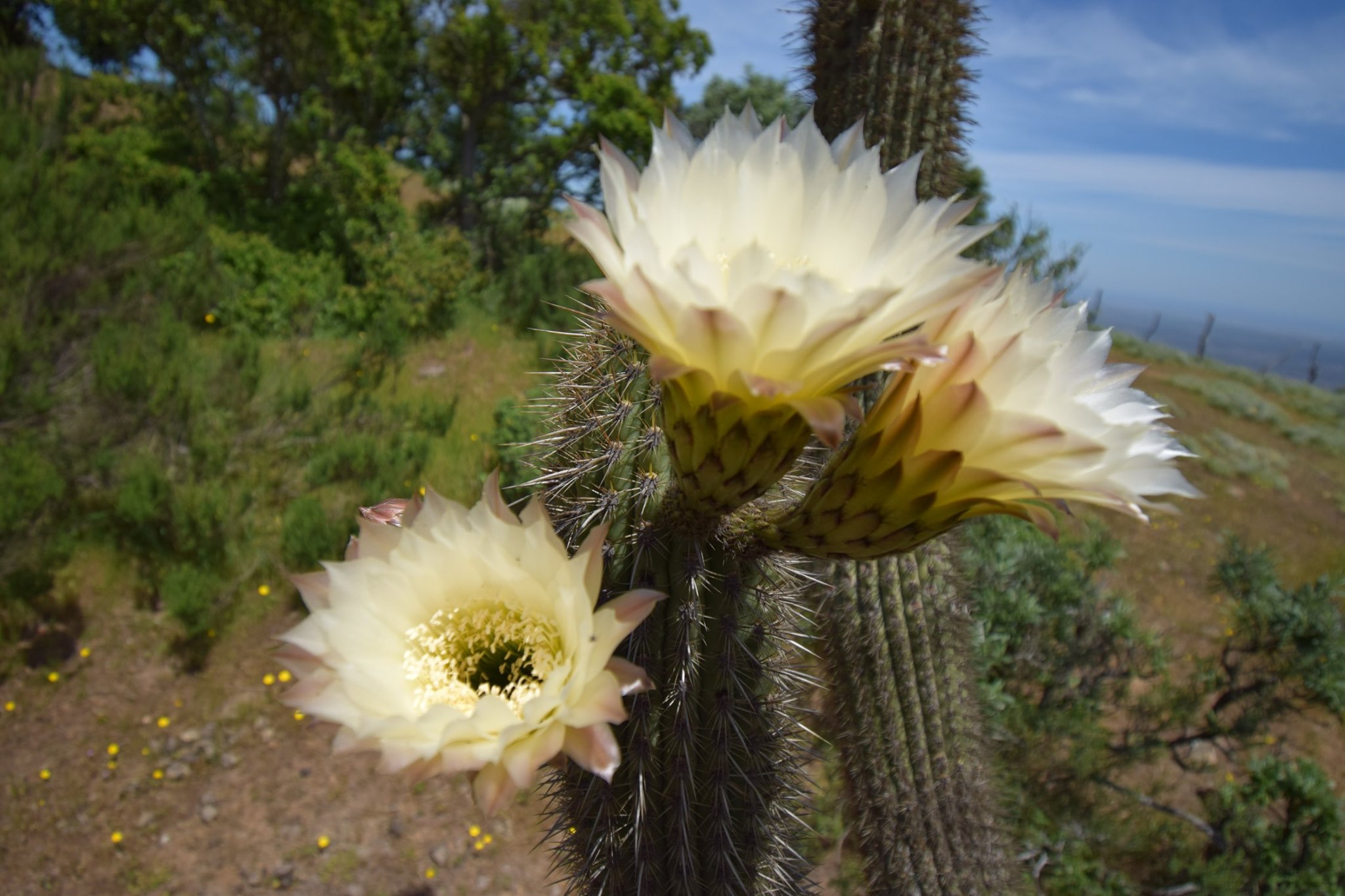 Echinopsis chiloensis, más conocida... - Puchuncaví Nativo