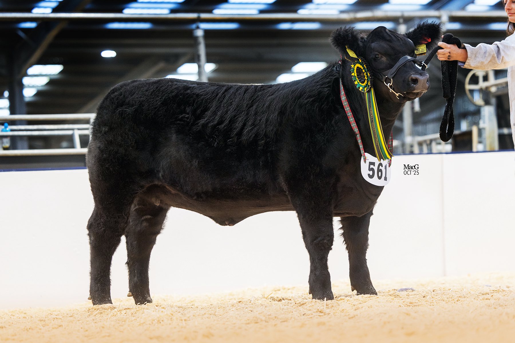 South West of England Aberdeen Angus Club - 🎉HERD WALK🎉 SUNDAY 18th ...