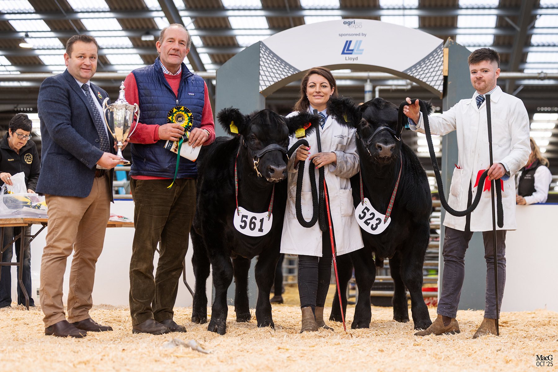South West of England Aberdeen Angus Club - 🎉HERD WALK🎉 SUNDAY 18th ...