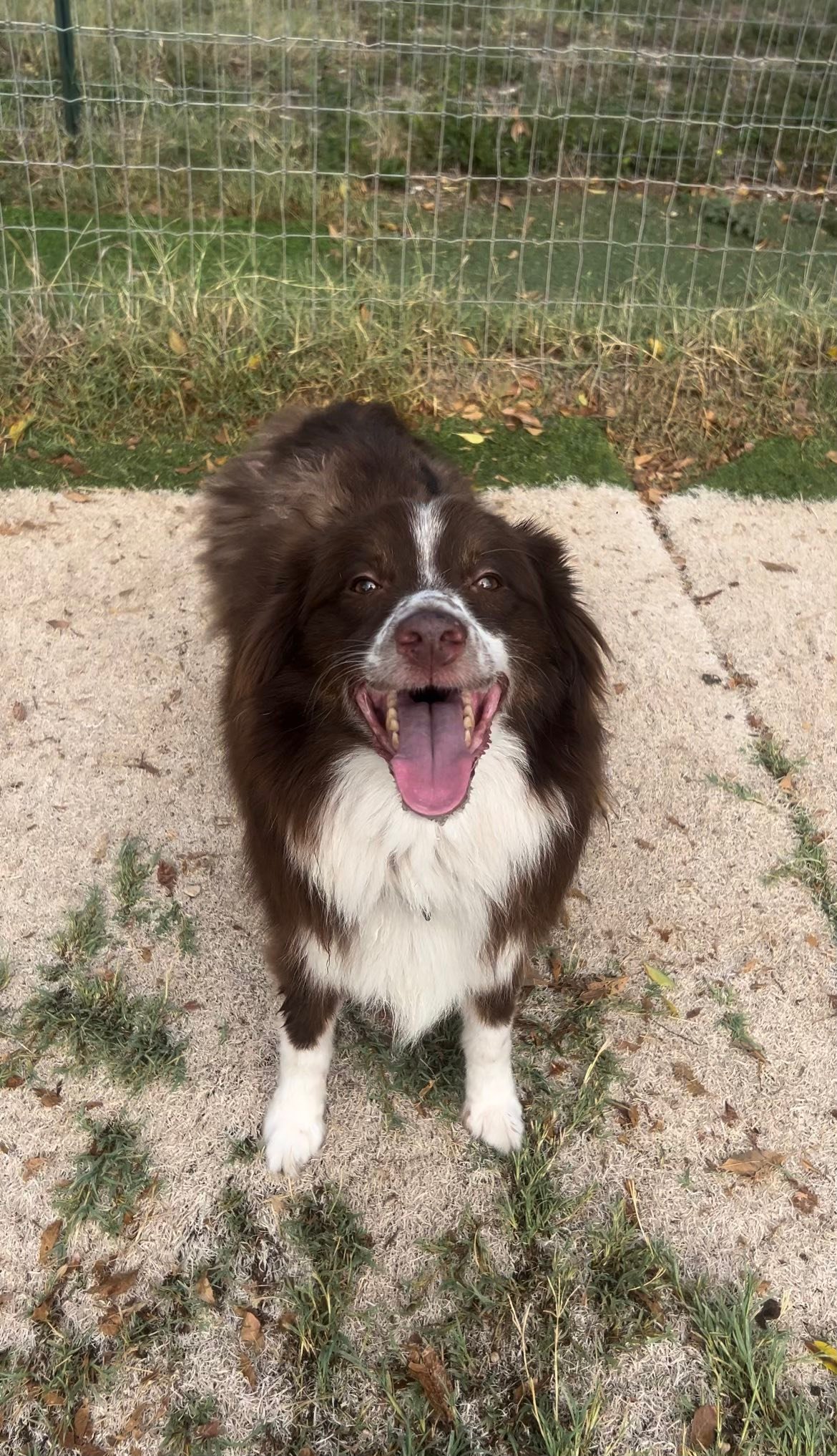 Ruff Ranch Pet Boarding | Buda TX