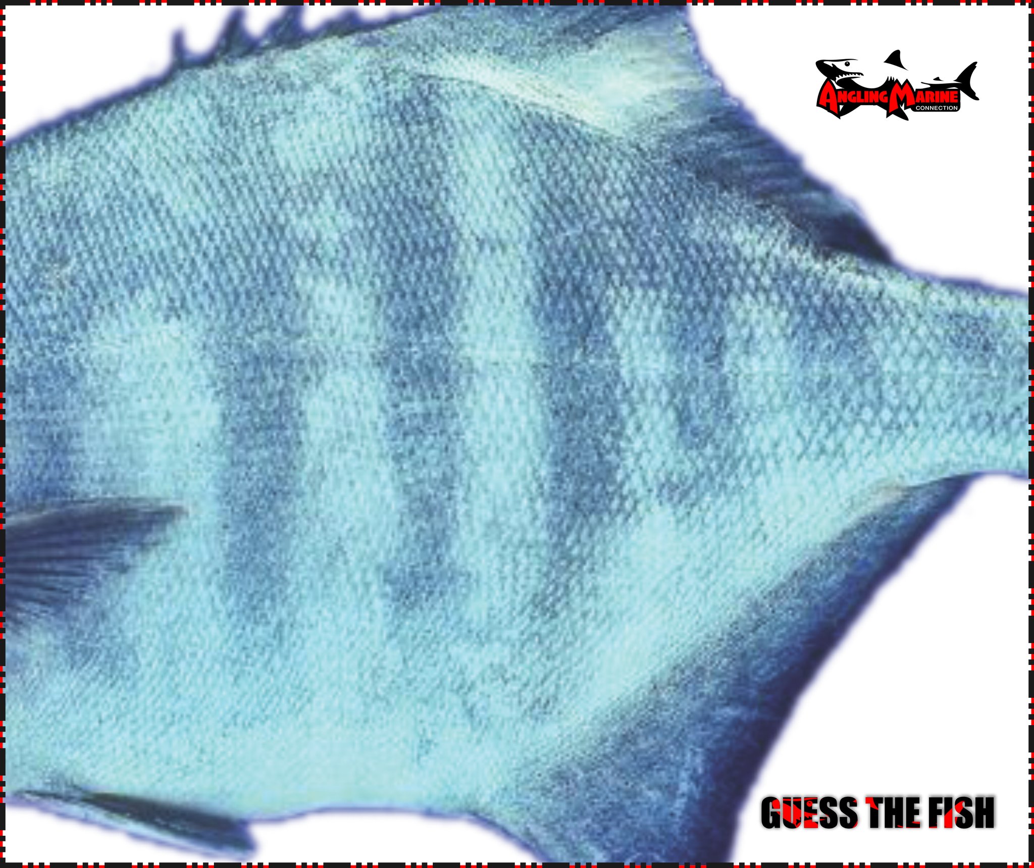 Angling - 🐟Guess the Fish! Can you identify the fish species from this ...