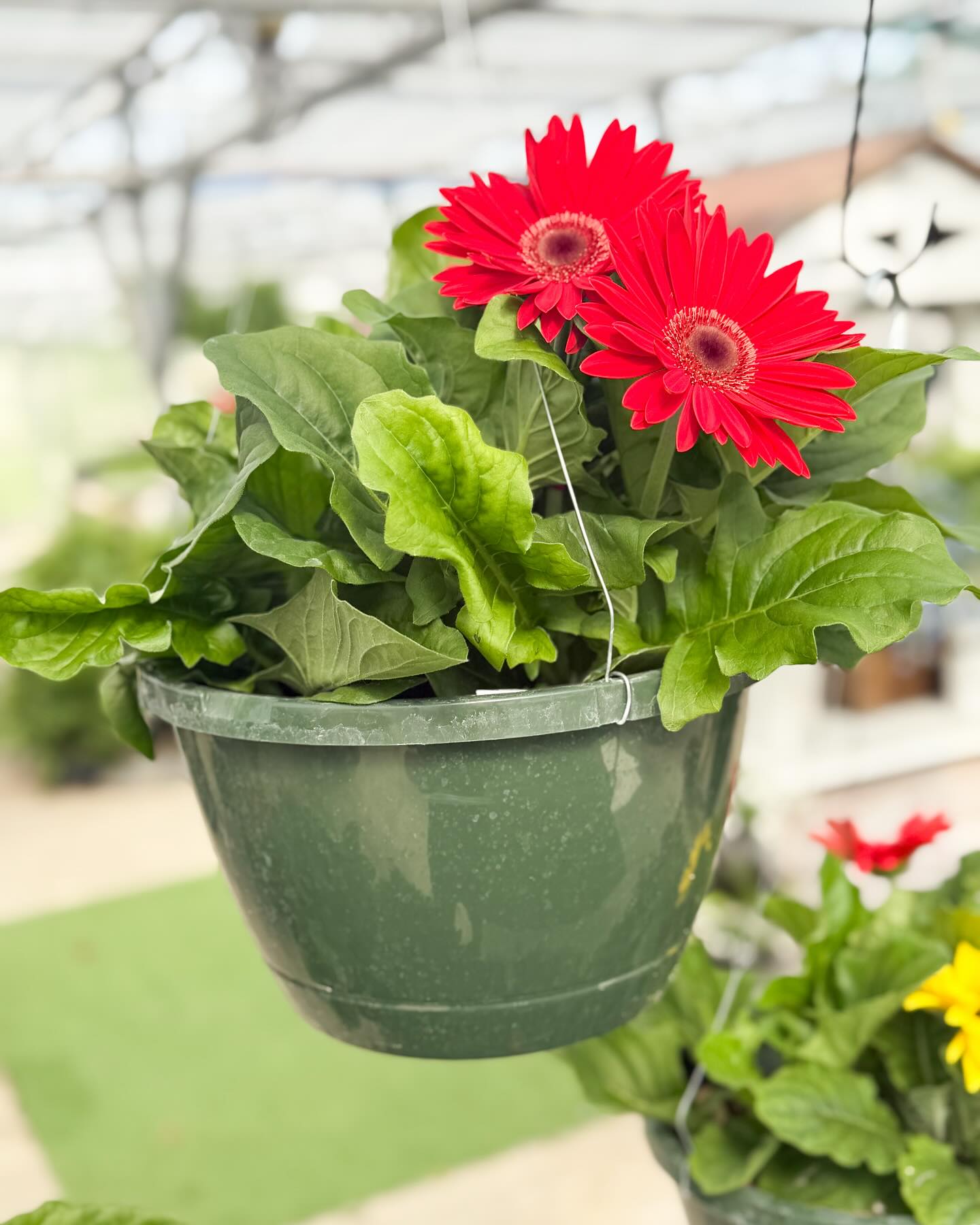 Redefined Roots Garden & Greenhouse