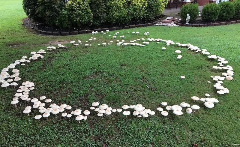 🍄This circular pattern... - Science: evidence is intelligence | Facebook