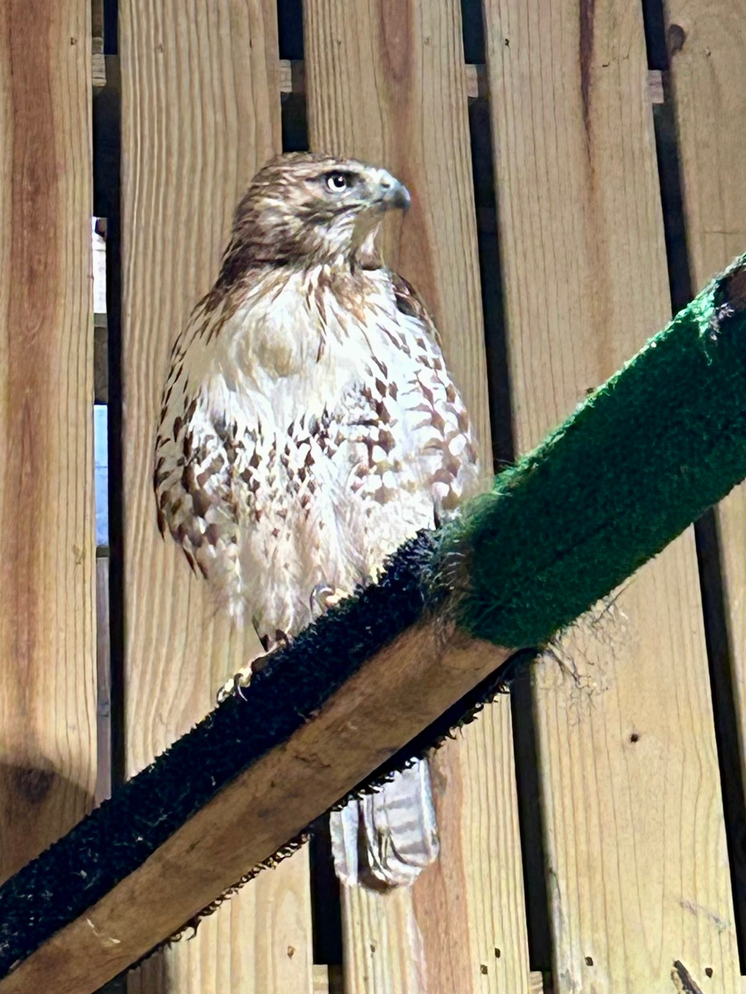 DuPage - That lump in the throat area is a full crop- this hawk has ...