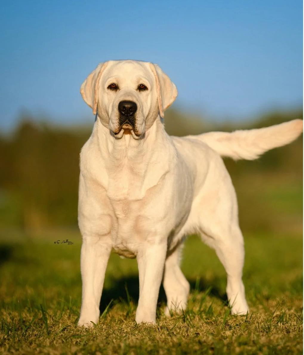 Cadron Ridge Labradors added a... - Cadron Ridge Labradors
