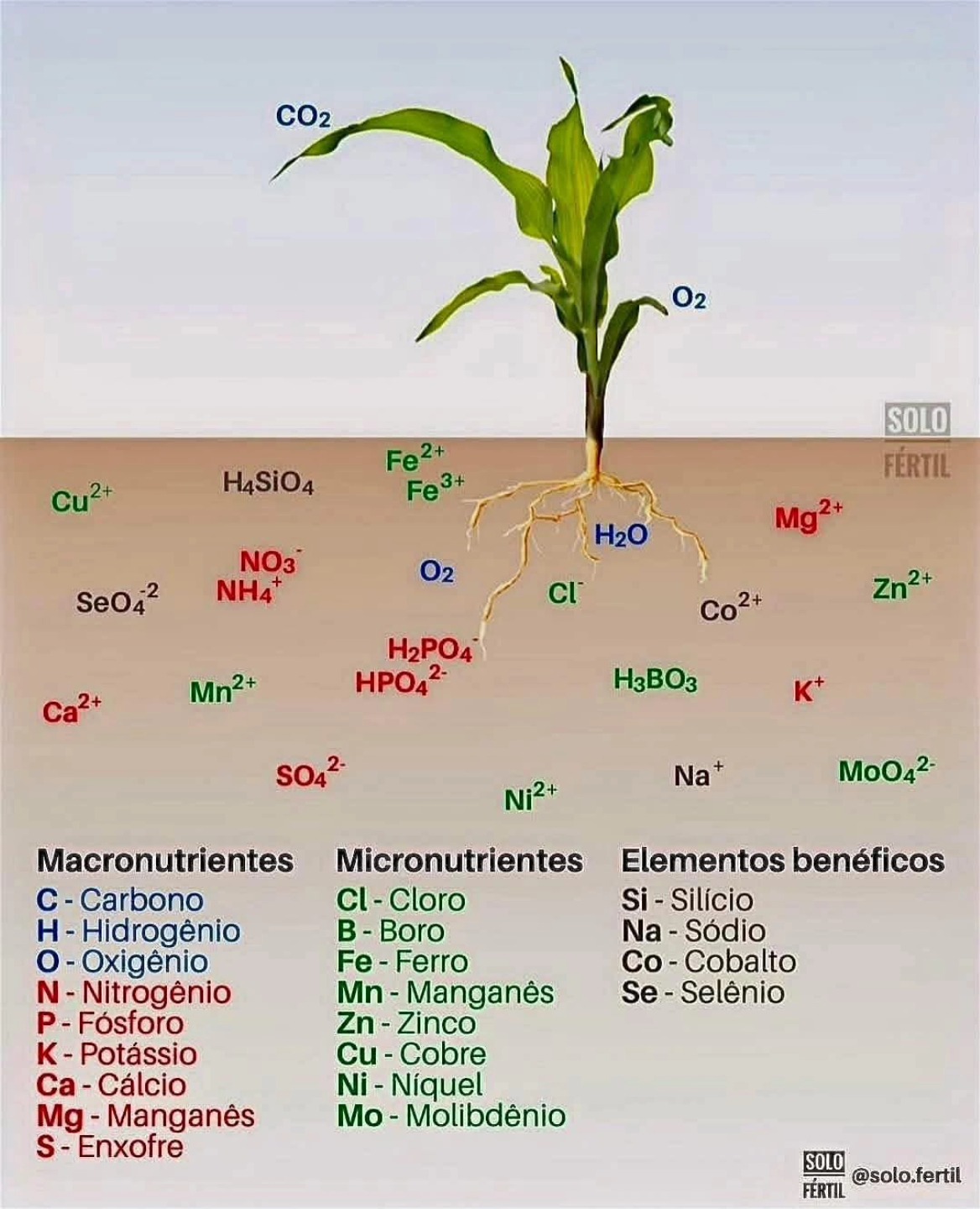 Global - Clasificación de los elementos esenciales y su absorción por ...