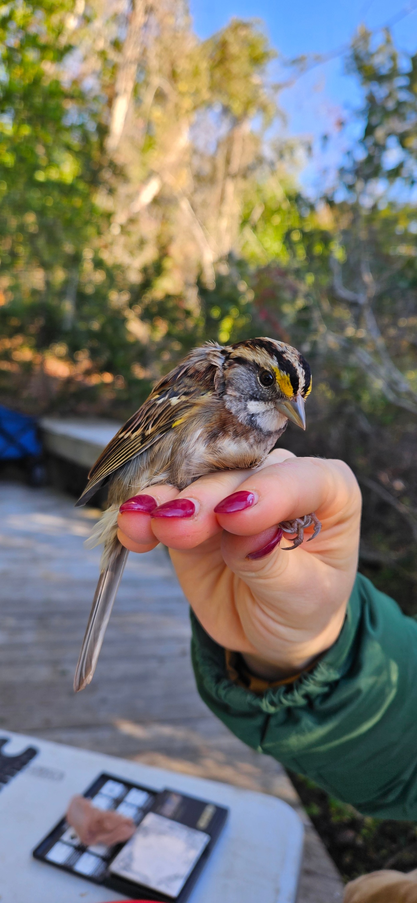 Sullivan's Island Bird Banding Station