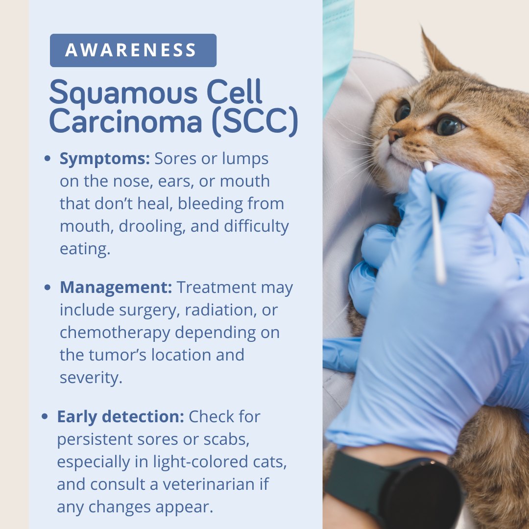 Cole - Squamous cell carcinoma (SCC) is the most common skin cancer ...