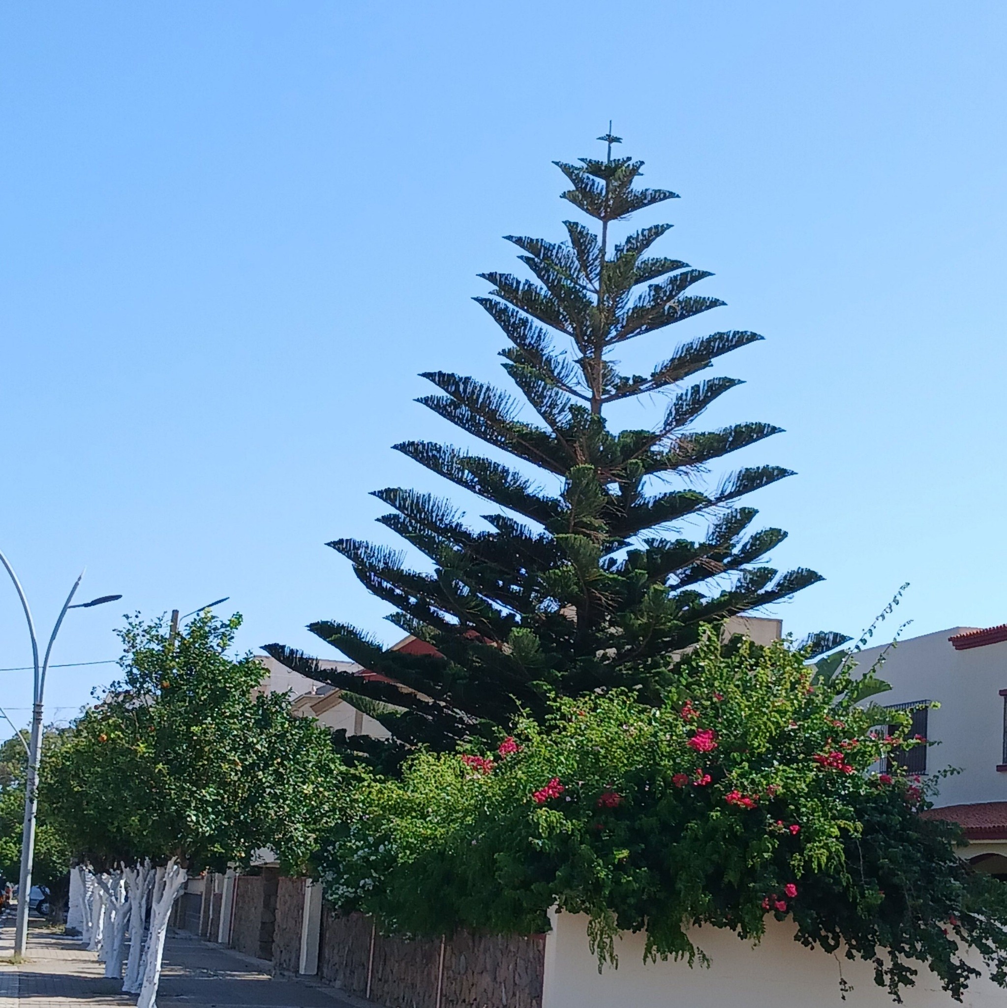 دجاج مدغمر بالصحة والراحة # هاشتاج #التفاعل #النجوم #إكسبلور #دجاج ...