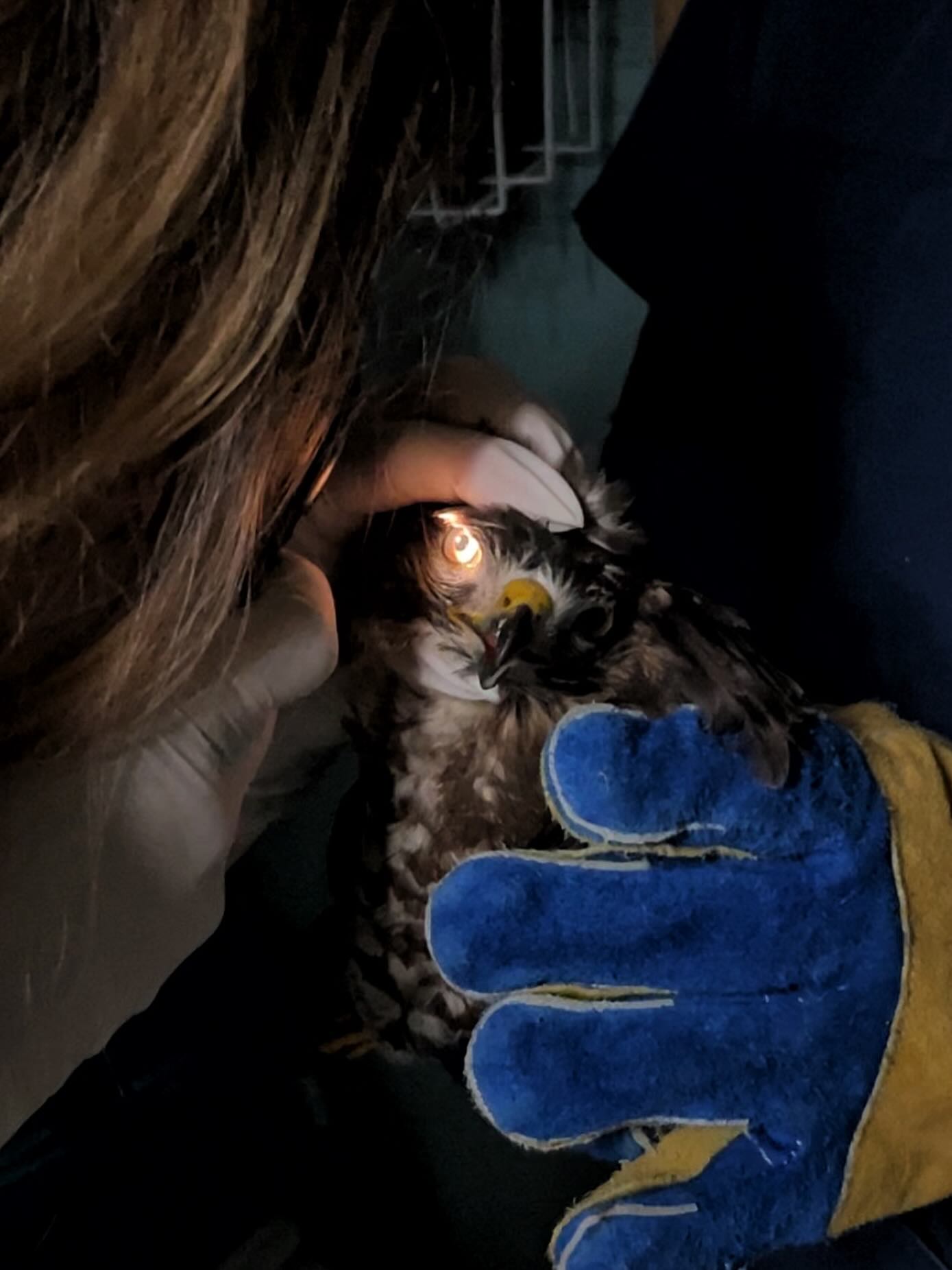 Pelican - When we suspect head trauma in Hawks, one of the first things ...