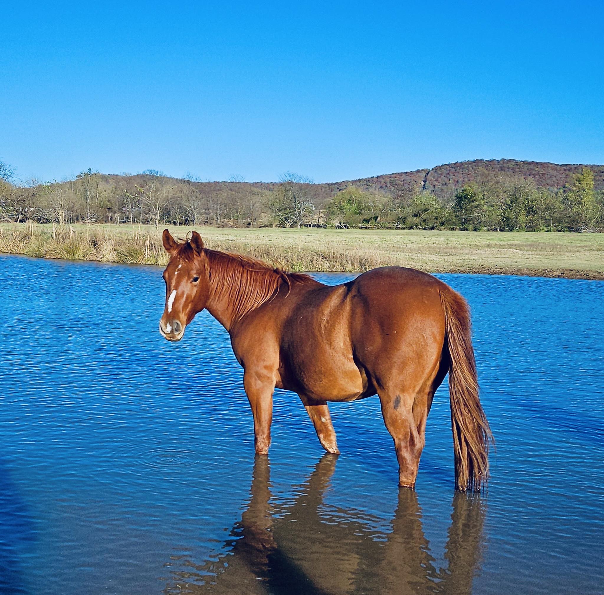 Rocking Arrow Ranch | Farmington AR