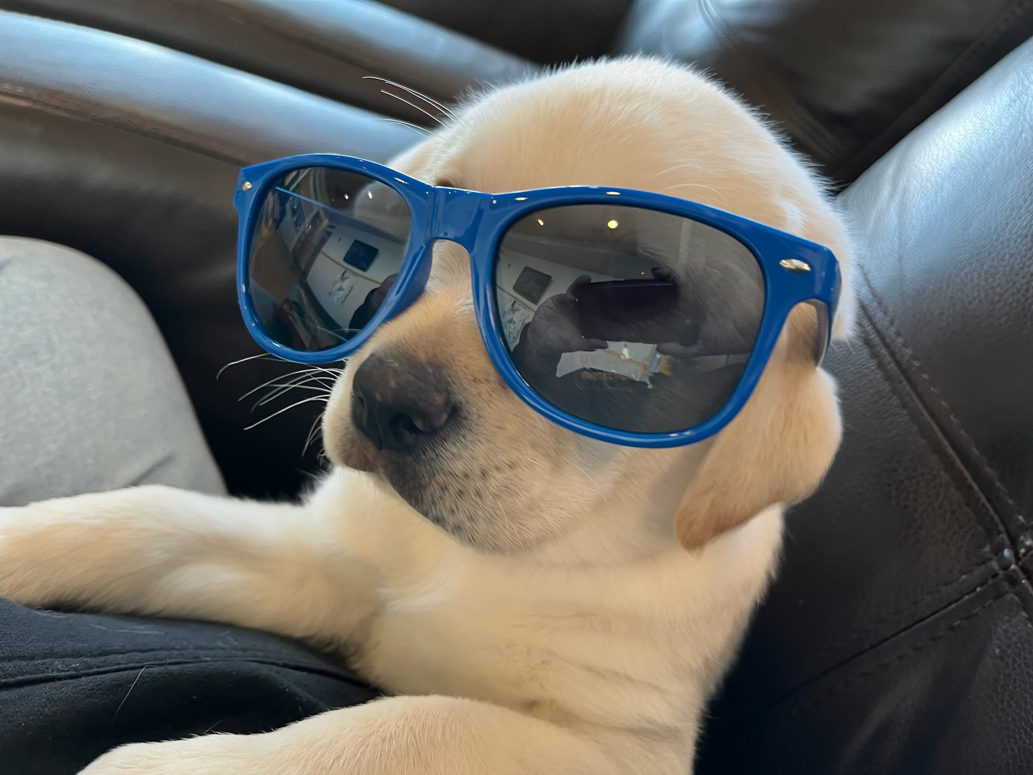 Freedom Guide Dogs added a new photo. - Freedom Guide Dogs