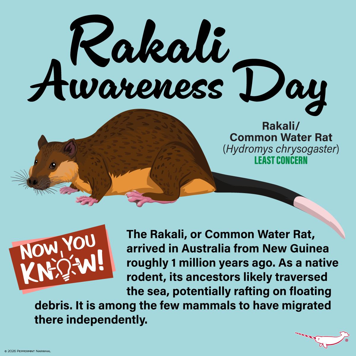 Happy Rakali Awareness Day!... - Peppermint Narwhal Creative | Facebook
