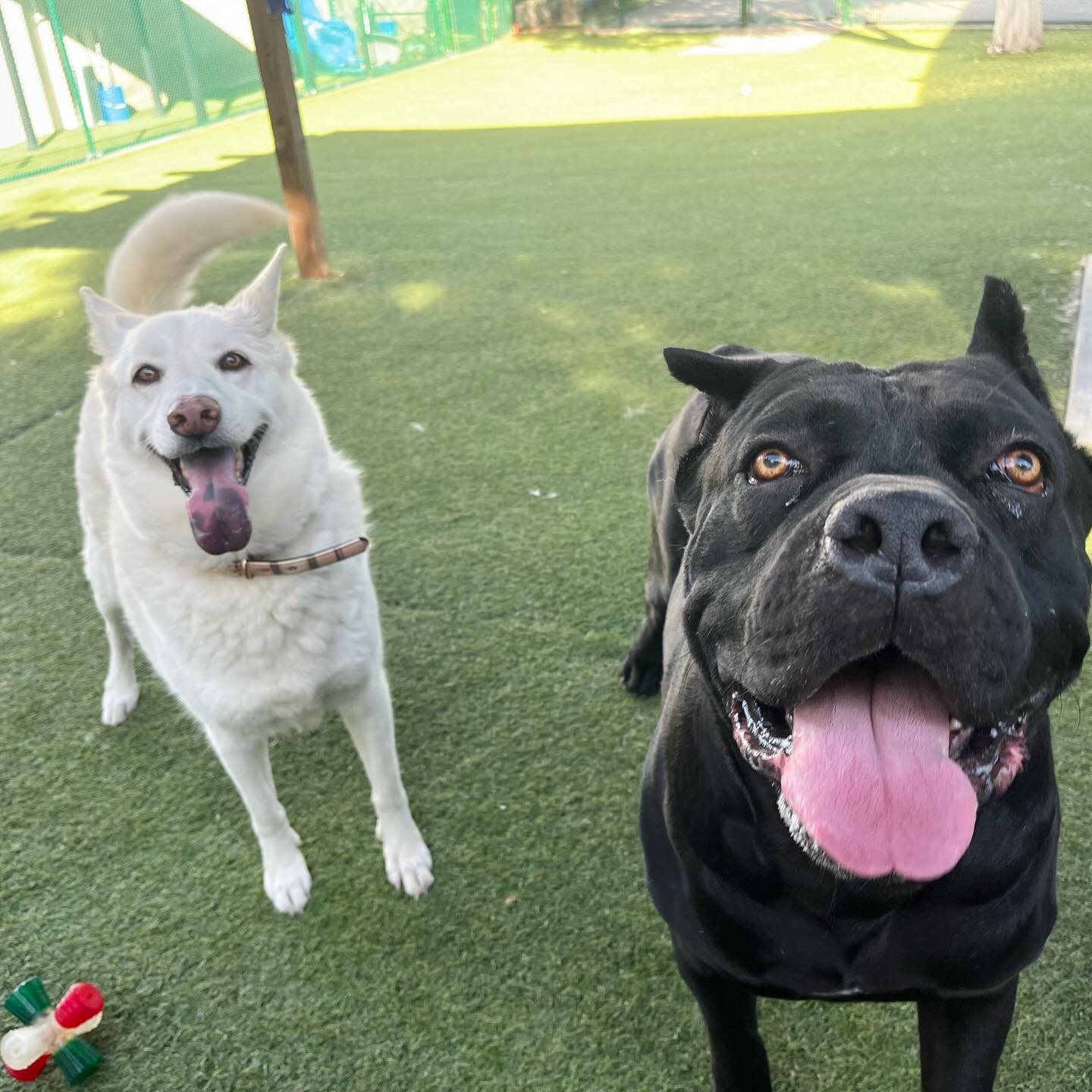 Spring Creek Kennel &... - Spring Creek Kennel & Cattery