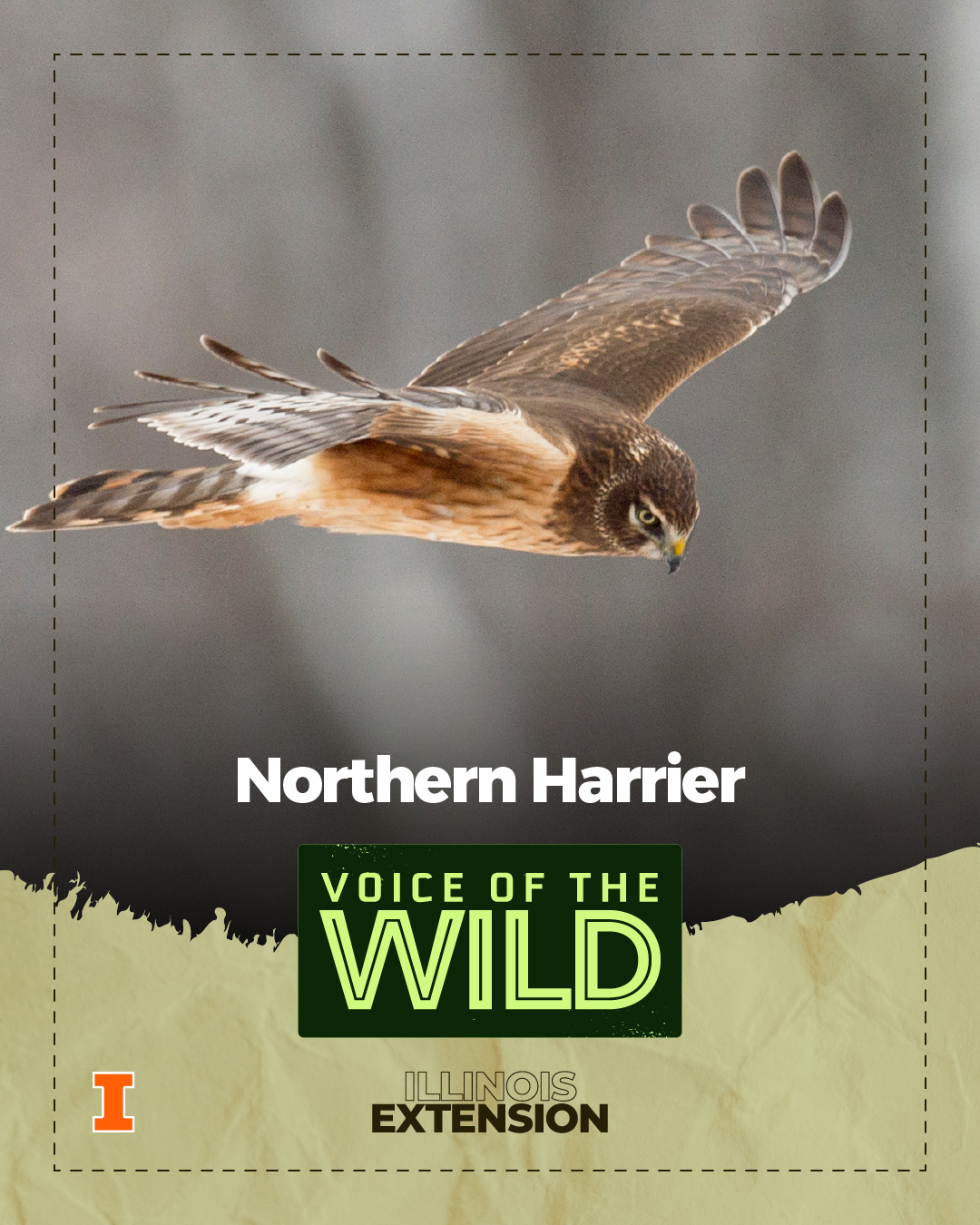 University - The northern harrier is a hawk that hangs out in ...