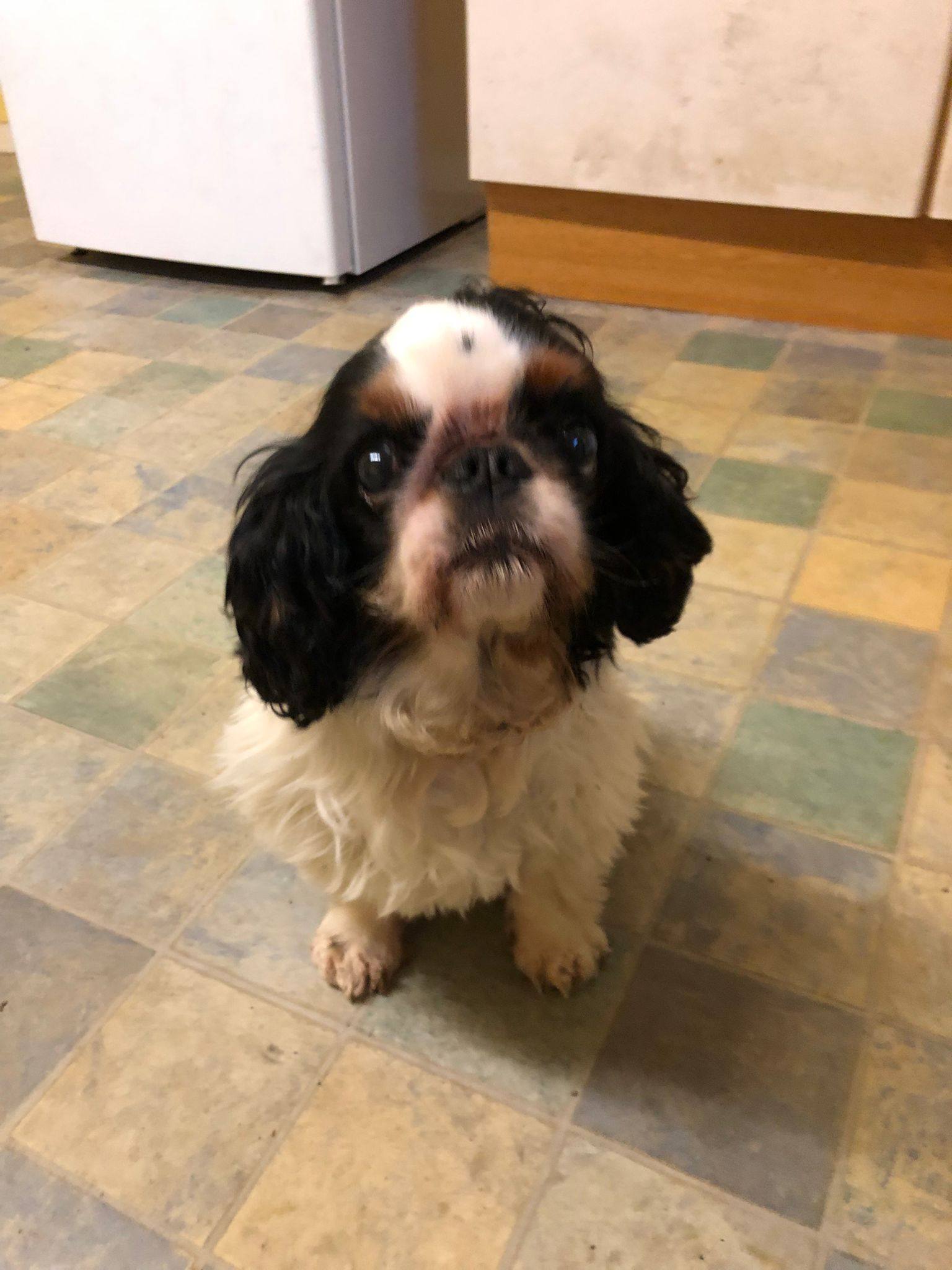 Northern... - Northern English Springer Spaniel Rescue