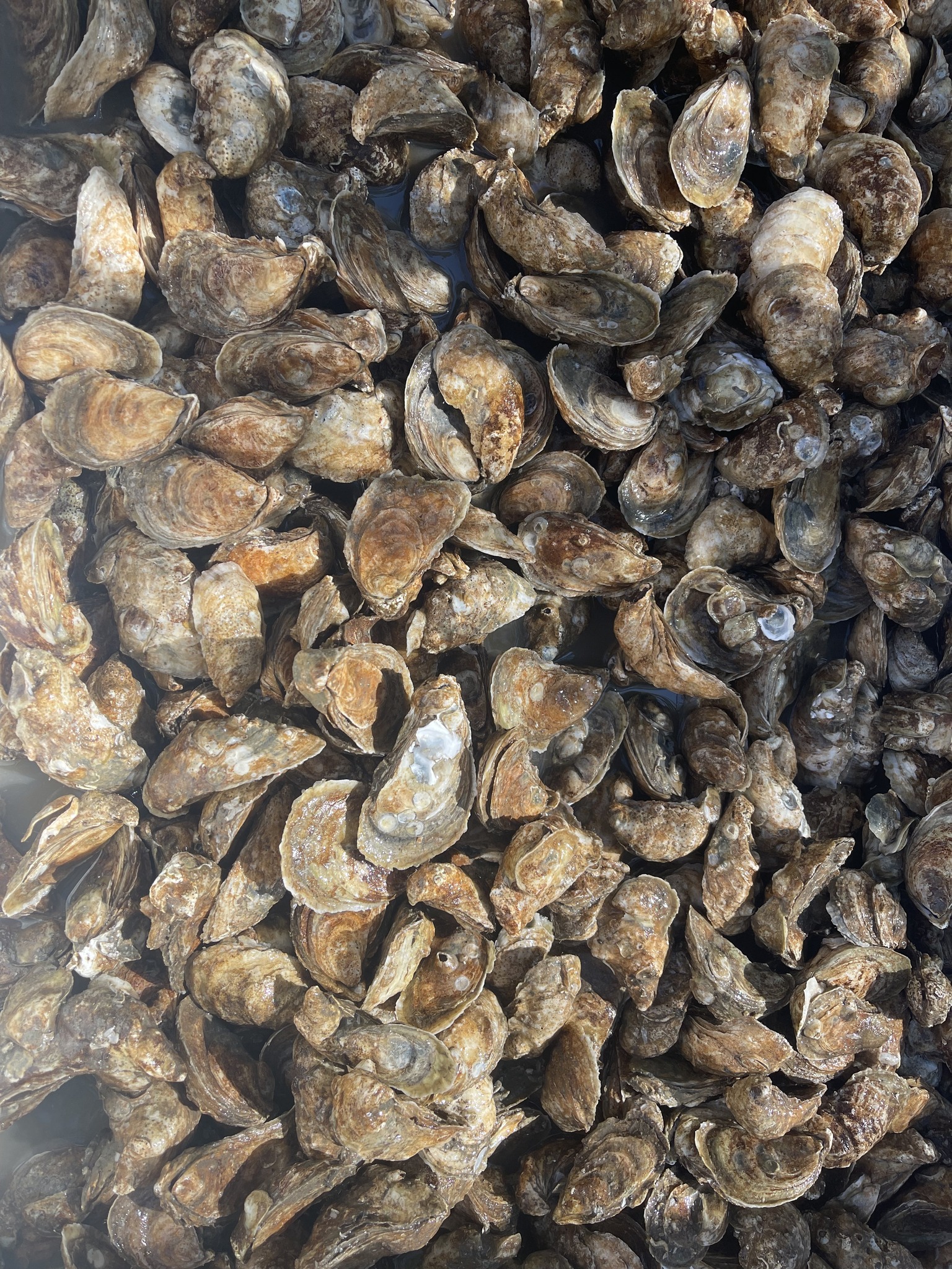 E.L. McIntosh & Son Oyster Company | Townsend GA