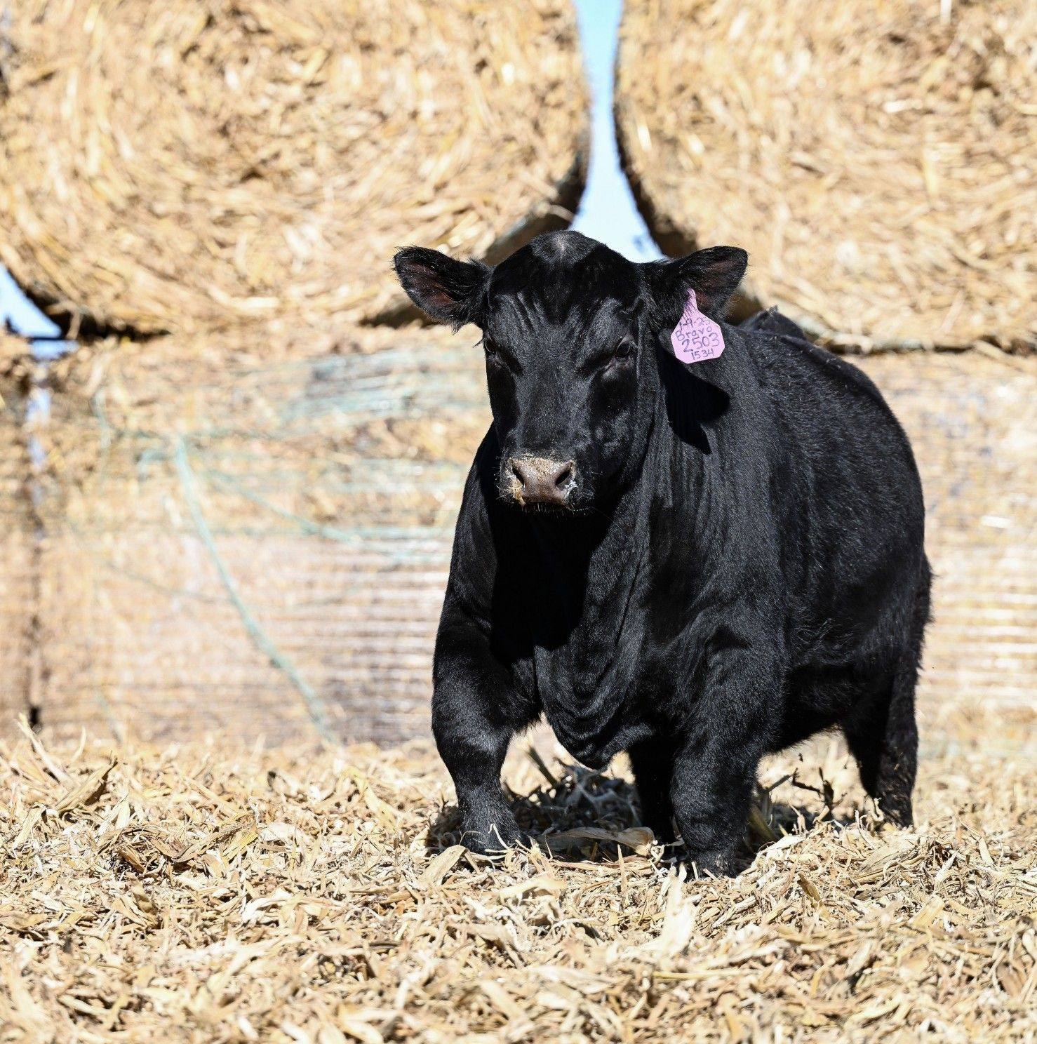 Double B Angus | Manson IA